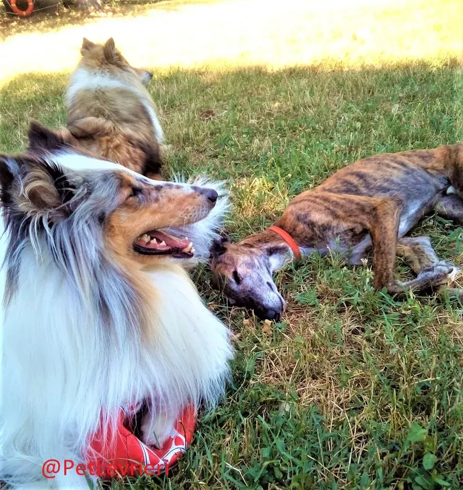 Caruso adozione levrieri galgo 43 2