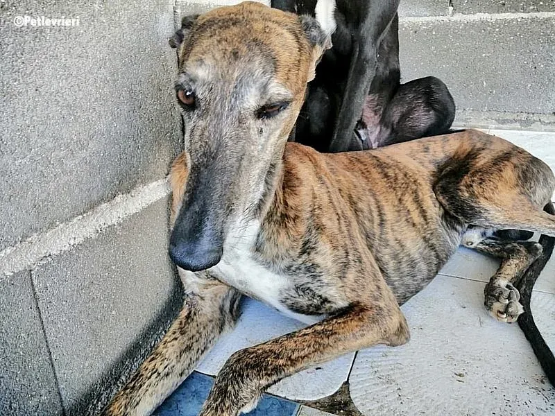 Caruso adozione levrieri galgo