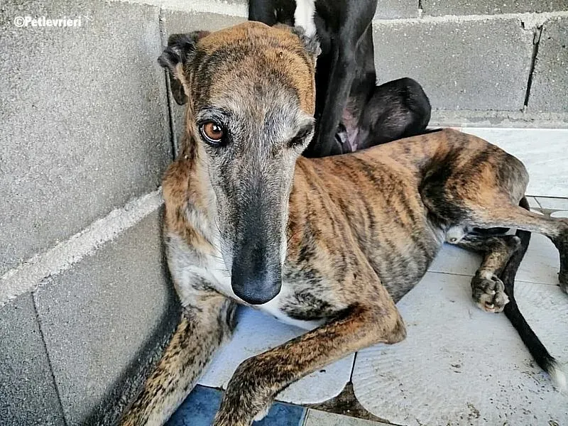 Caruso adozione levrieri galgo 1