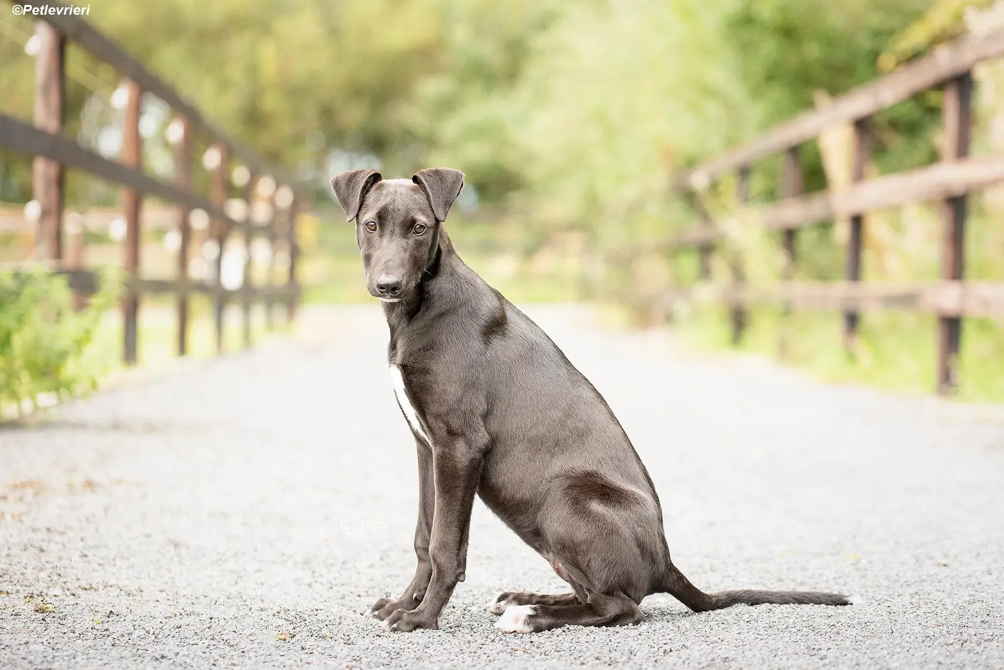 Cassie adozione levrieri greyhound 1