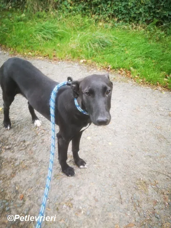 Cassie adozione levrieri greyhound 10