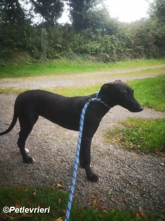 Cassie adozione levrieri greyhound 11