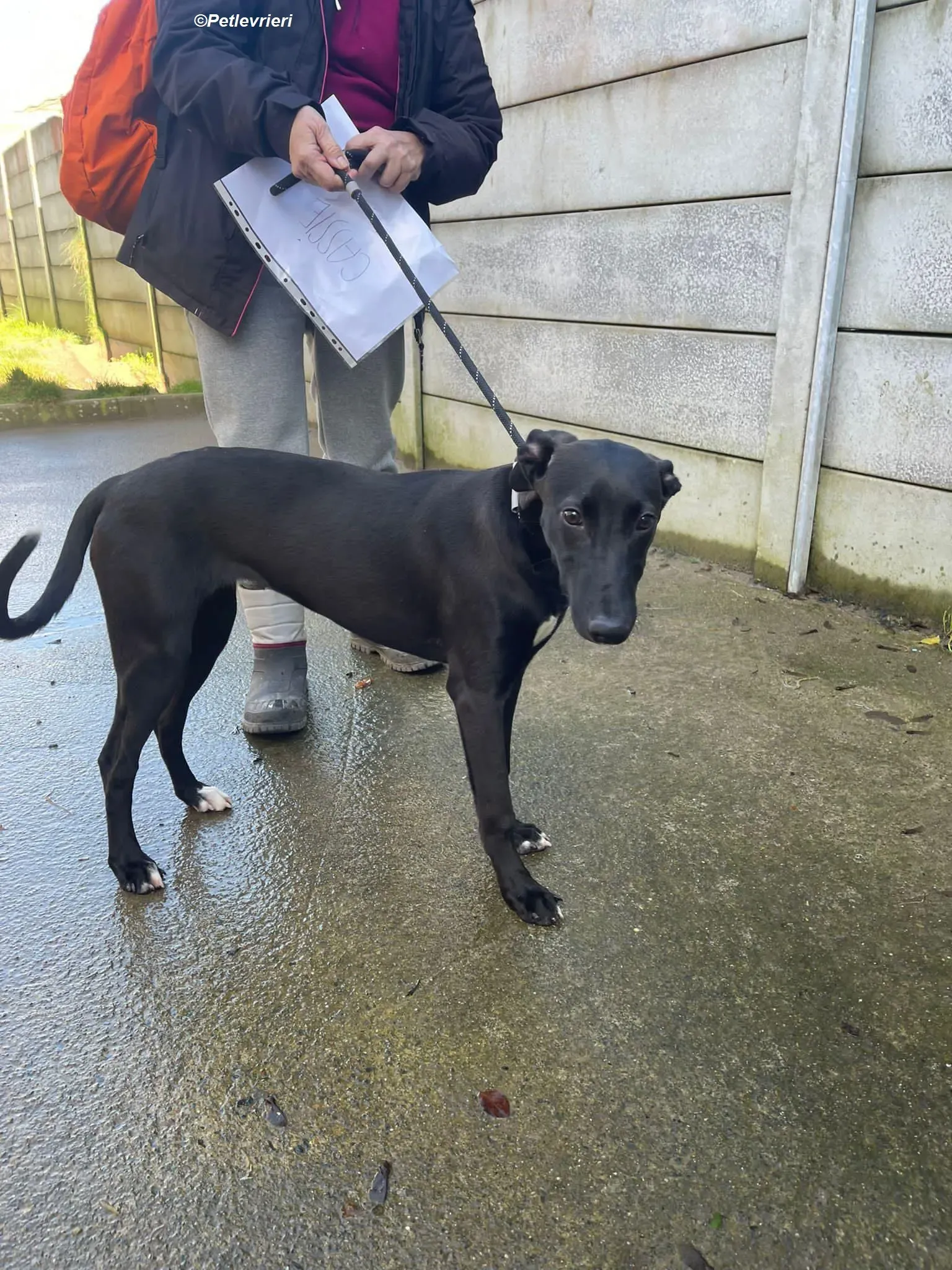 Cassie adozione levrieri greyhound 12