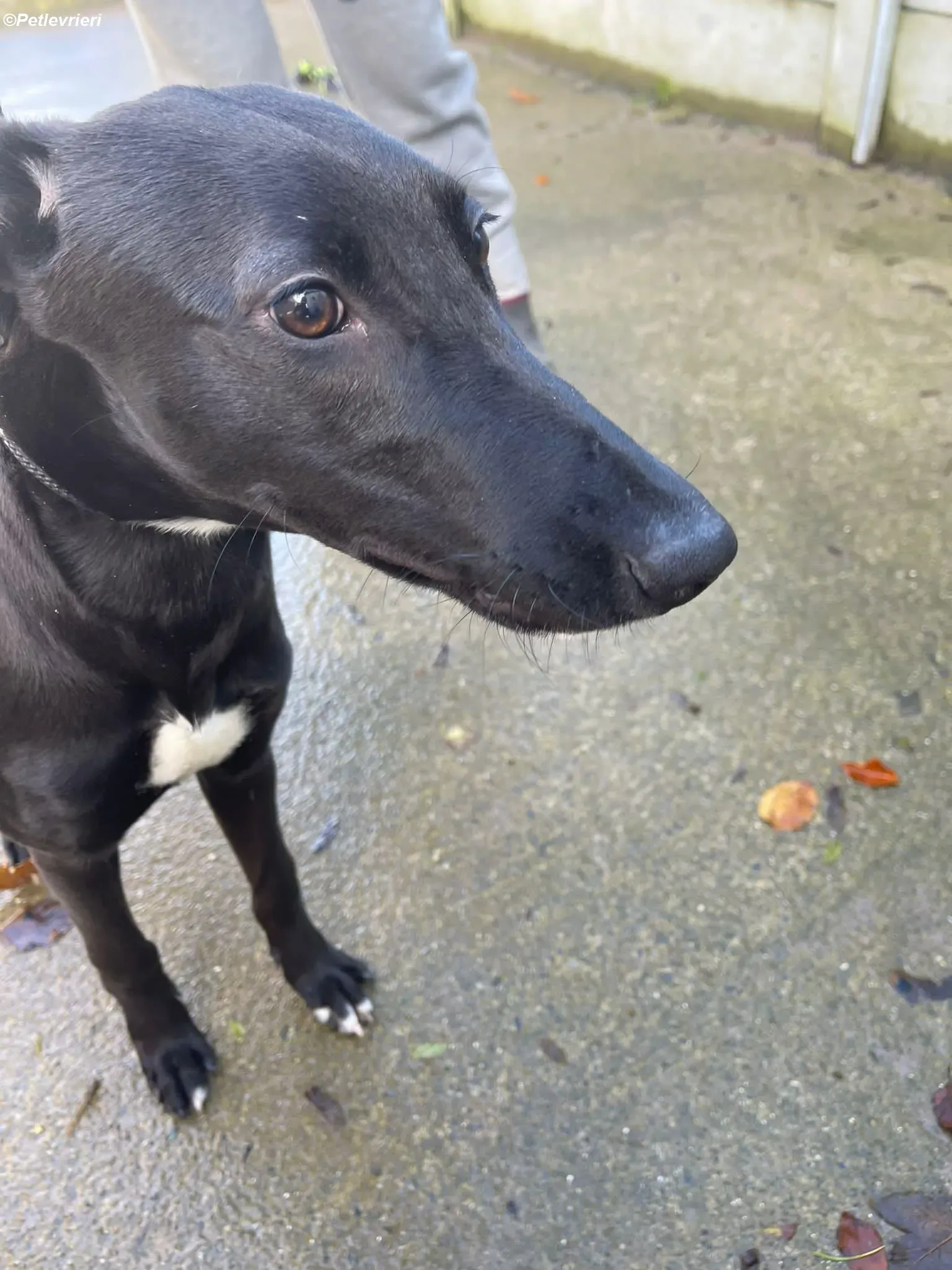 Cassie adozione levrieri greyhound 13