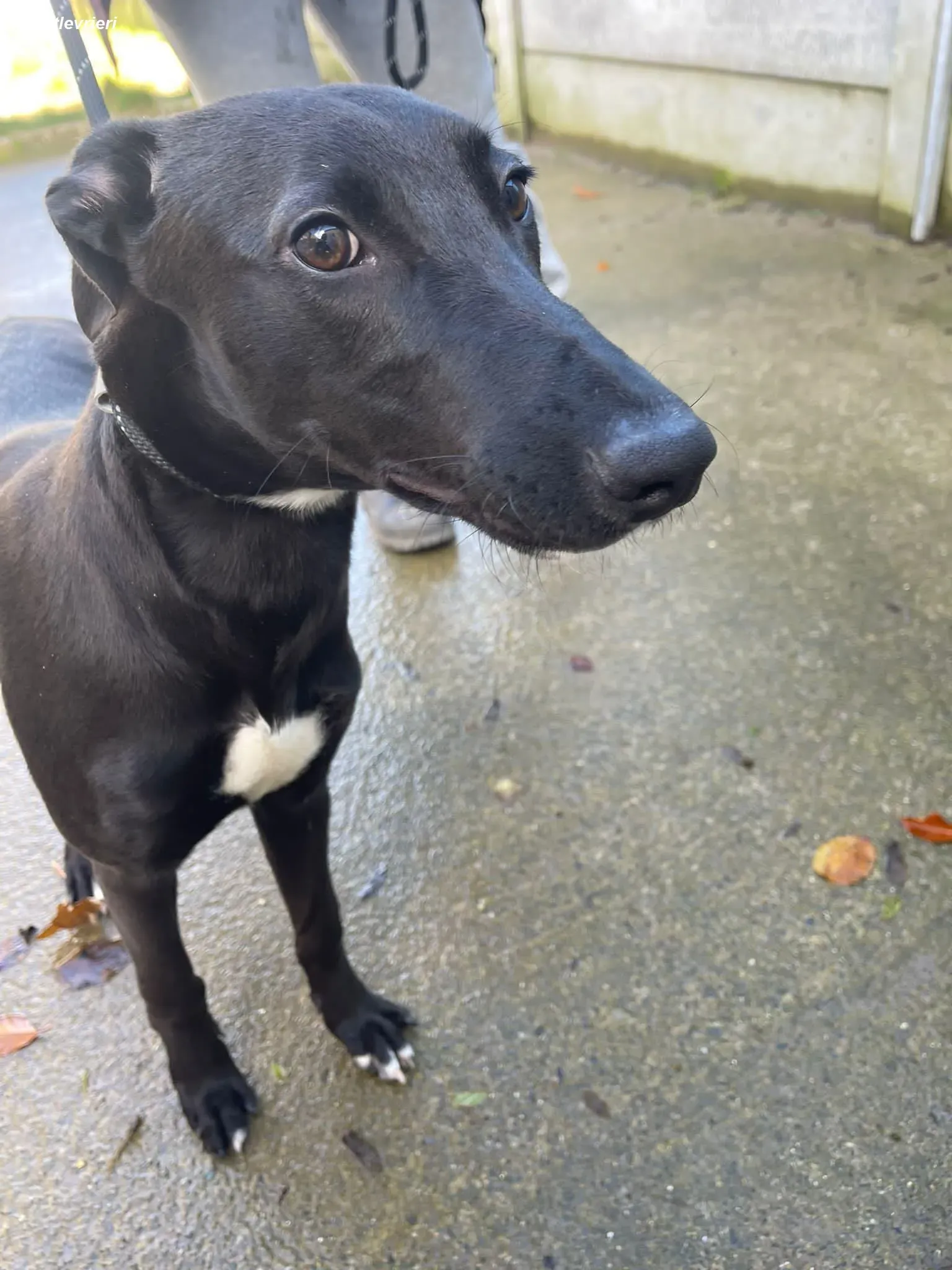 Cassie adozione levrieri greyhound 14