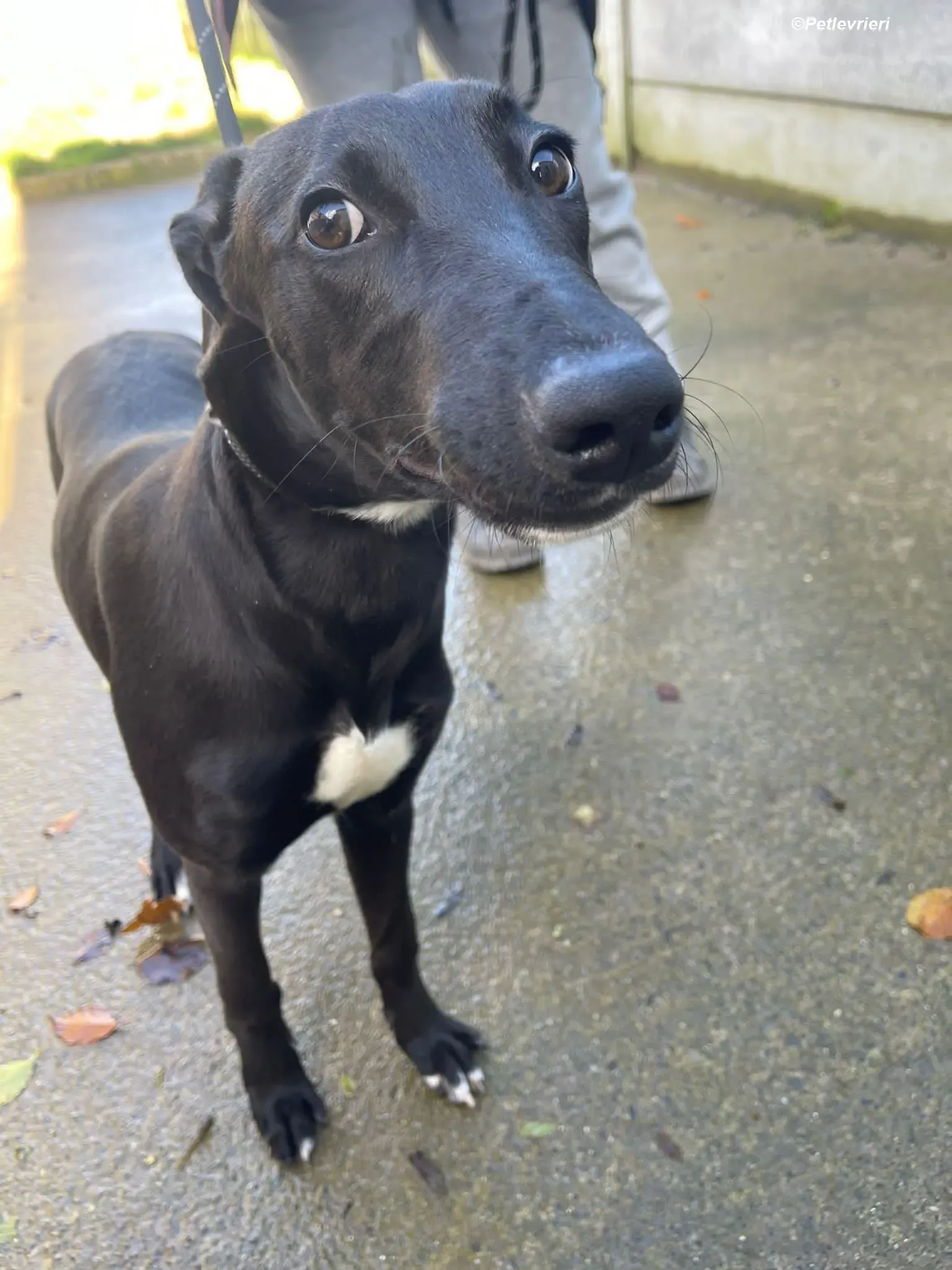 Cassie adozione levrieri greyhound 15