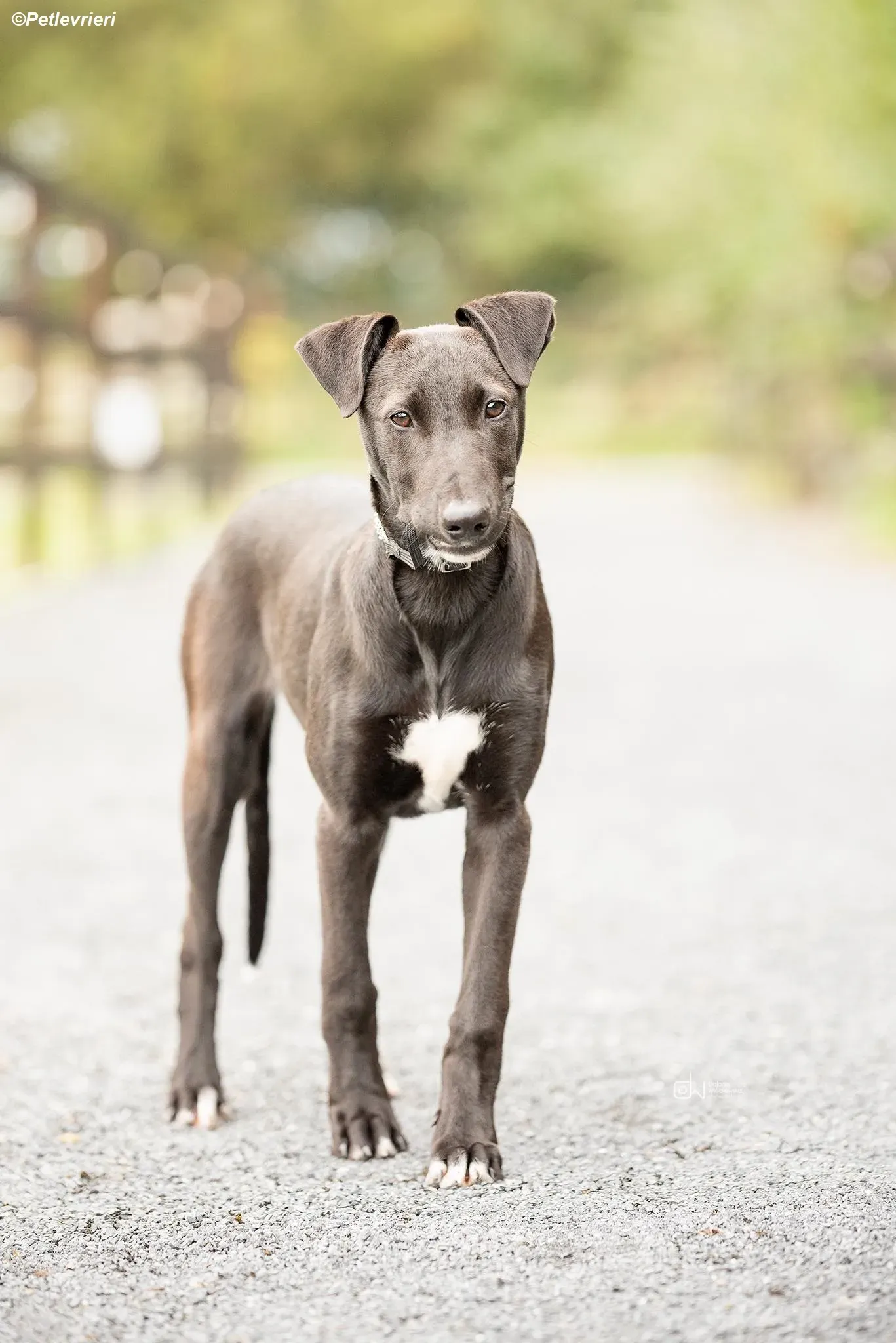 Cassie adozione levrieri greyhound 2