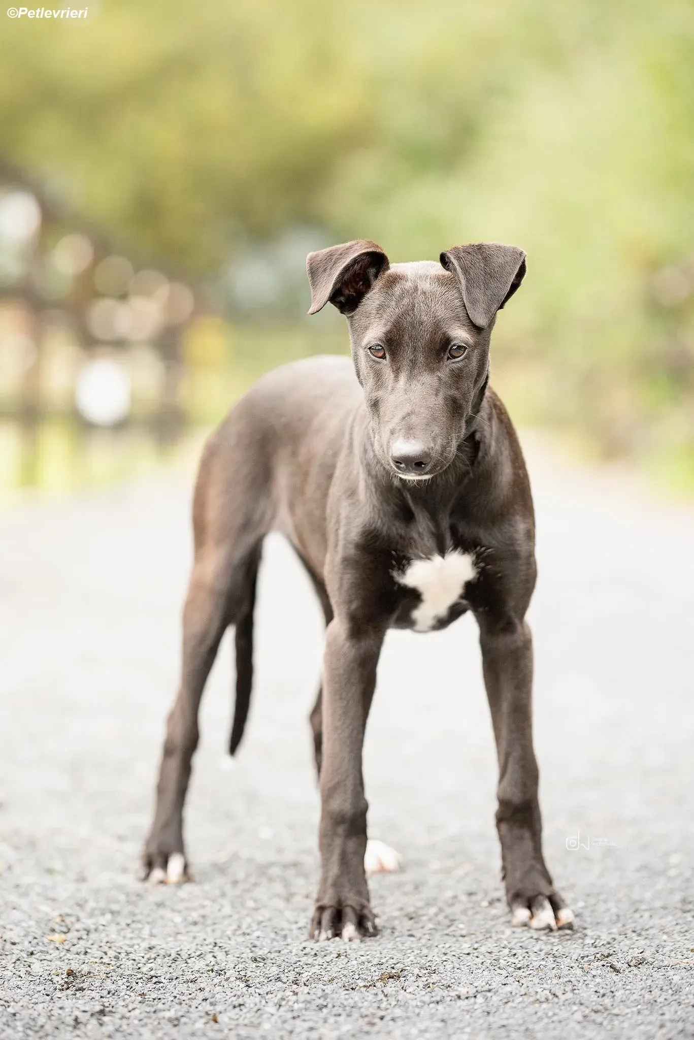 Cassie adozione levrieri greyhound 3