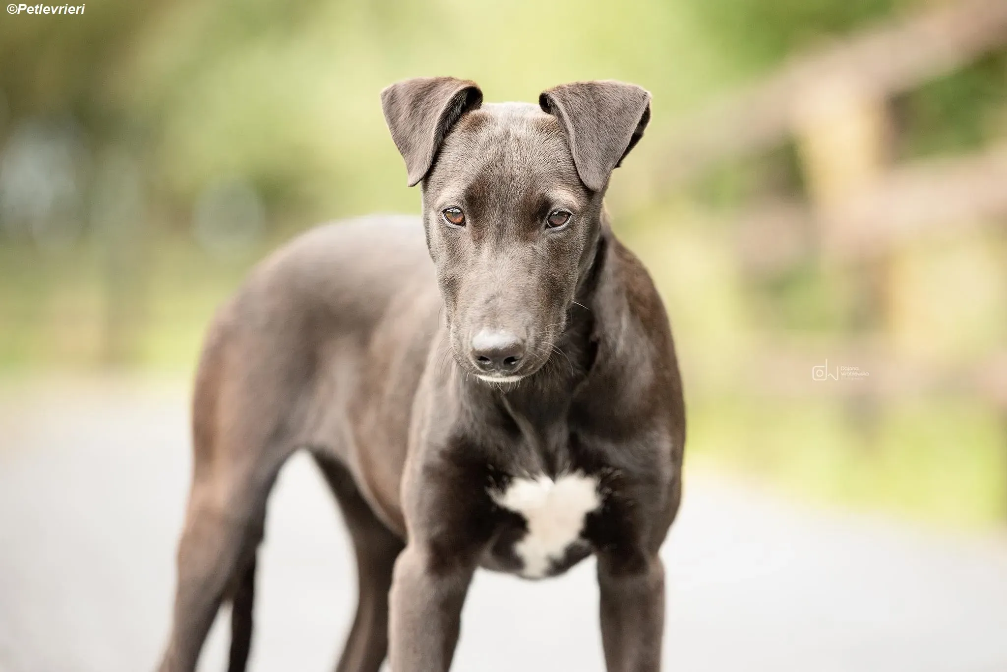 Cassie adozione levrieri greyhound 5