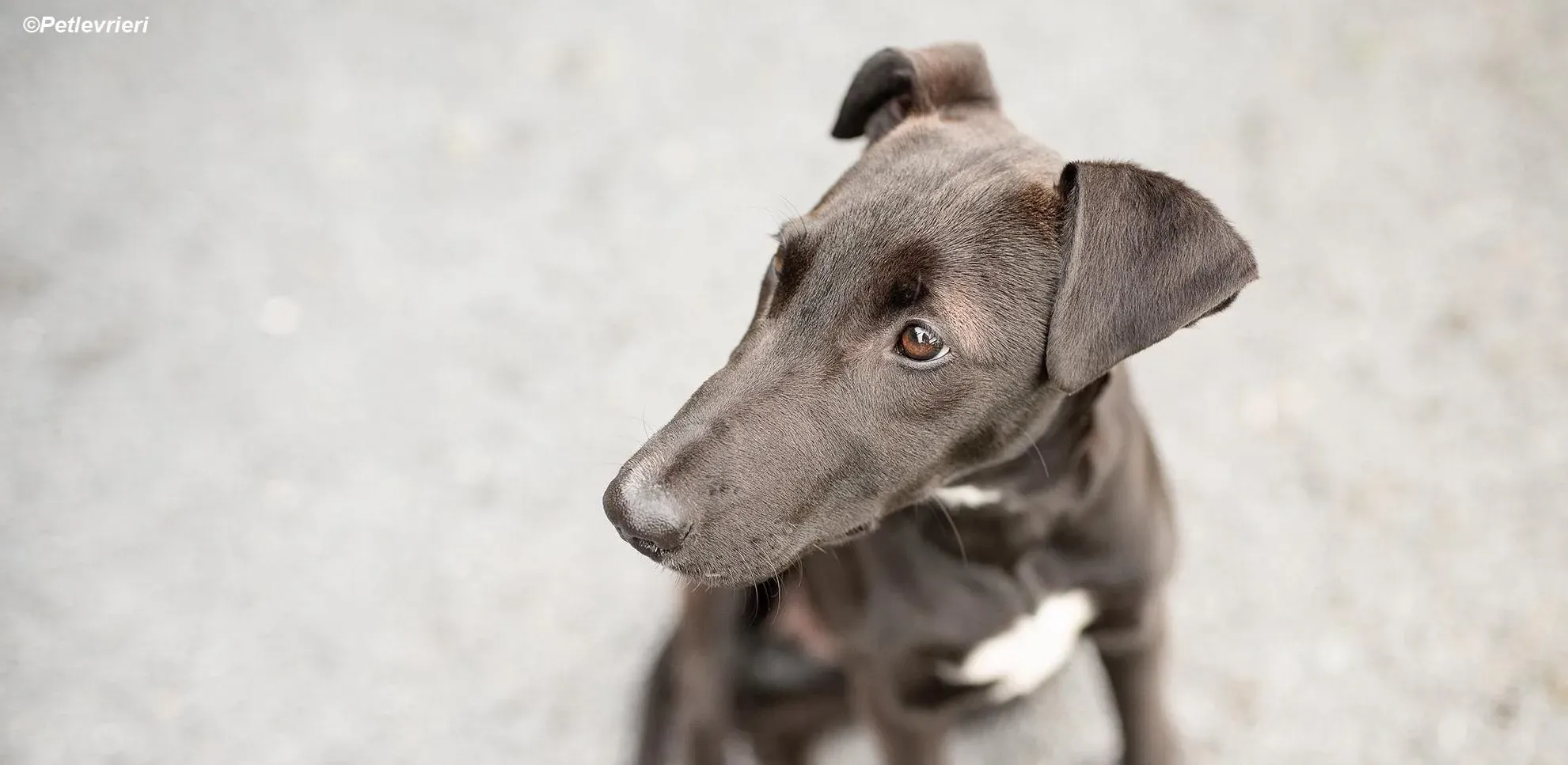 Cassie adozione levrieri greyhound 6 e1666163871837