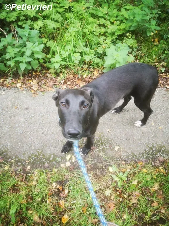 Cassie adozione levrieri greyhound 7