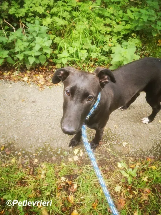 Cassie adozione levrieri greyhound 8