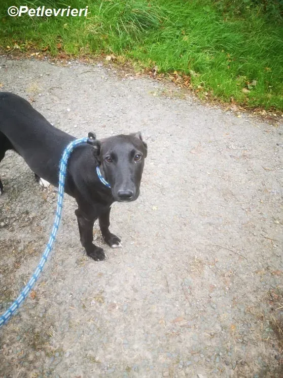 Cassie adozione levrieri greyhound 9