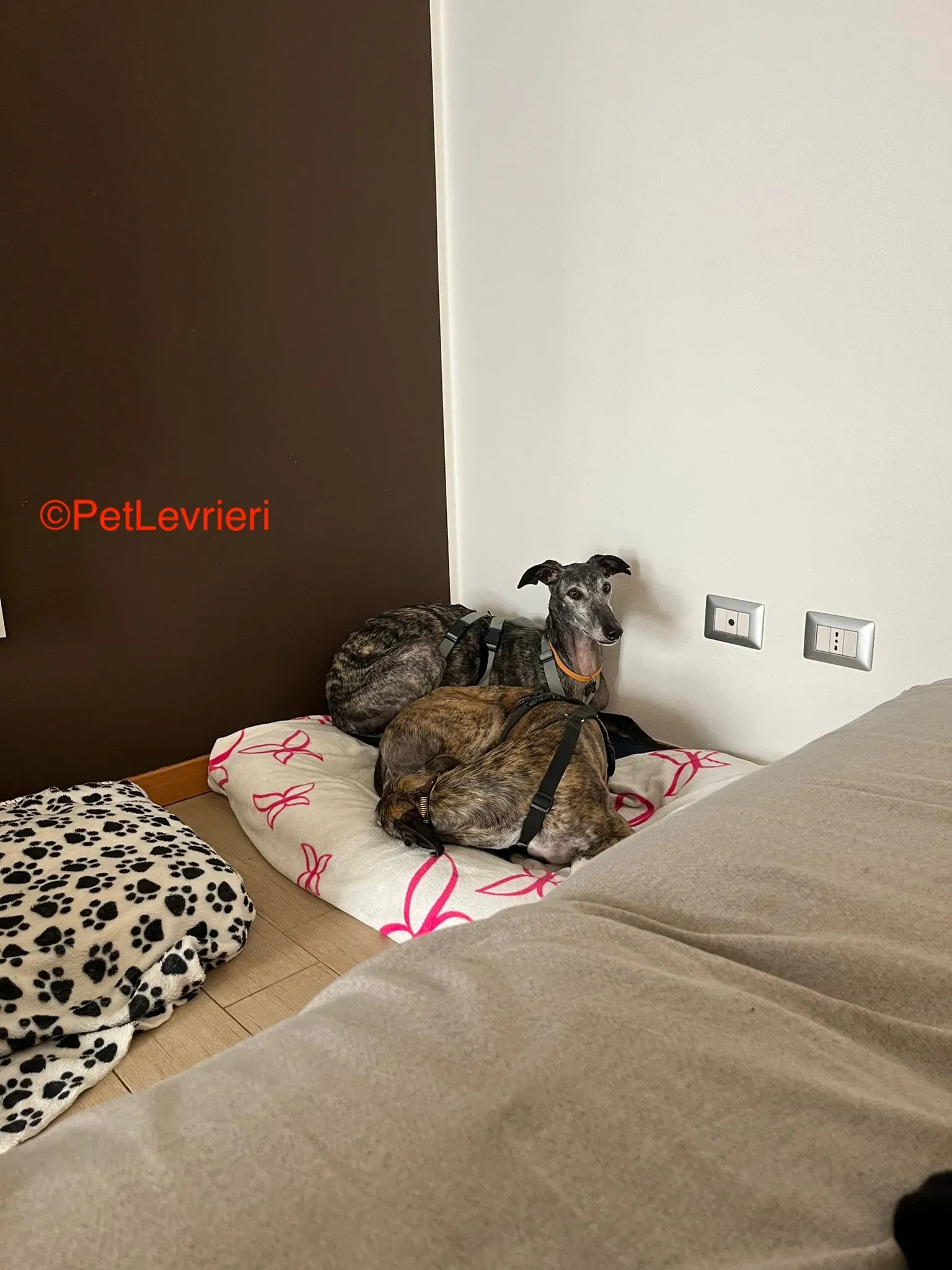 Castana adozione levrieri galgo pet levrieri onlus 1