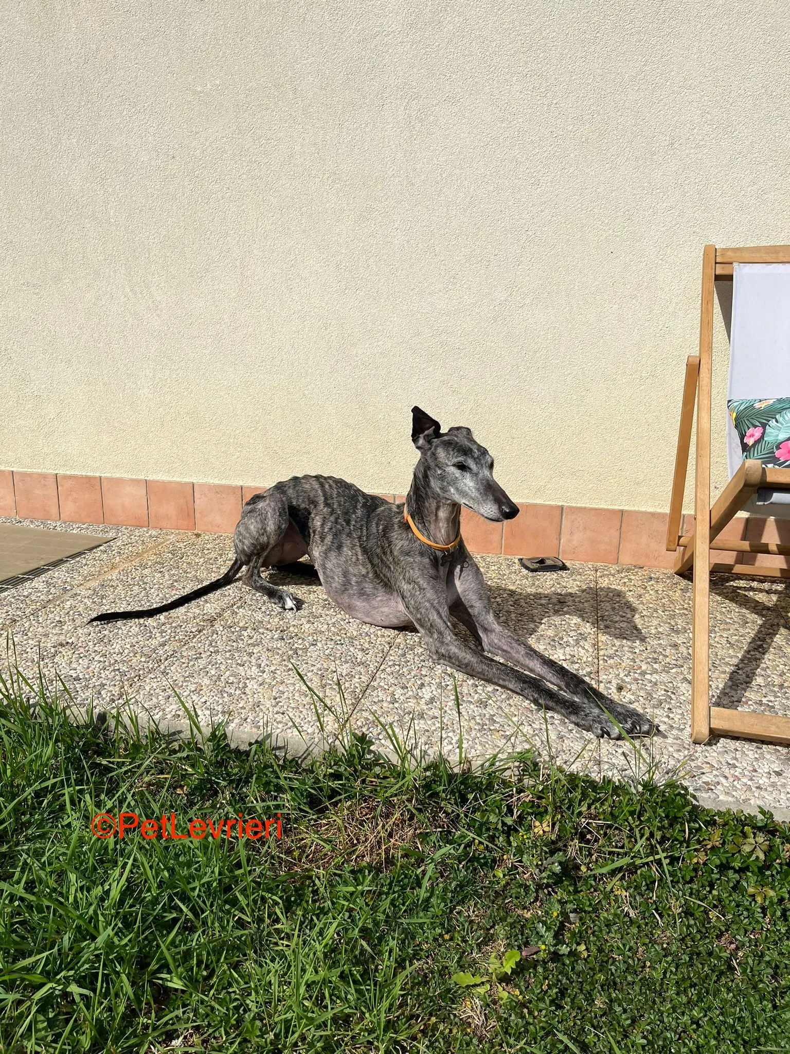 Castana adozione levrieri galgo pet levrieri onlus 10