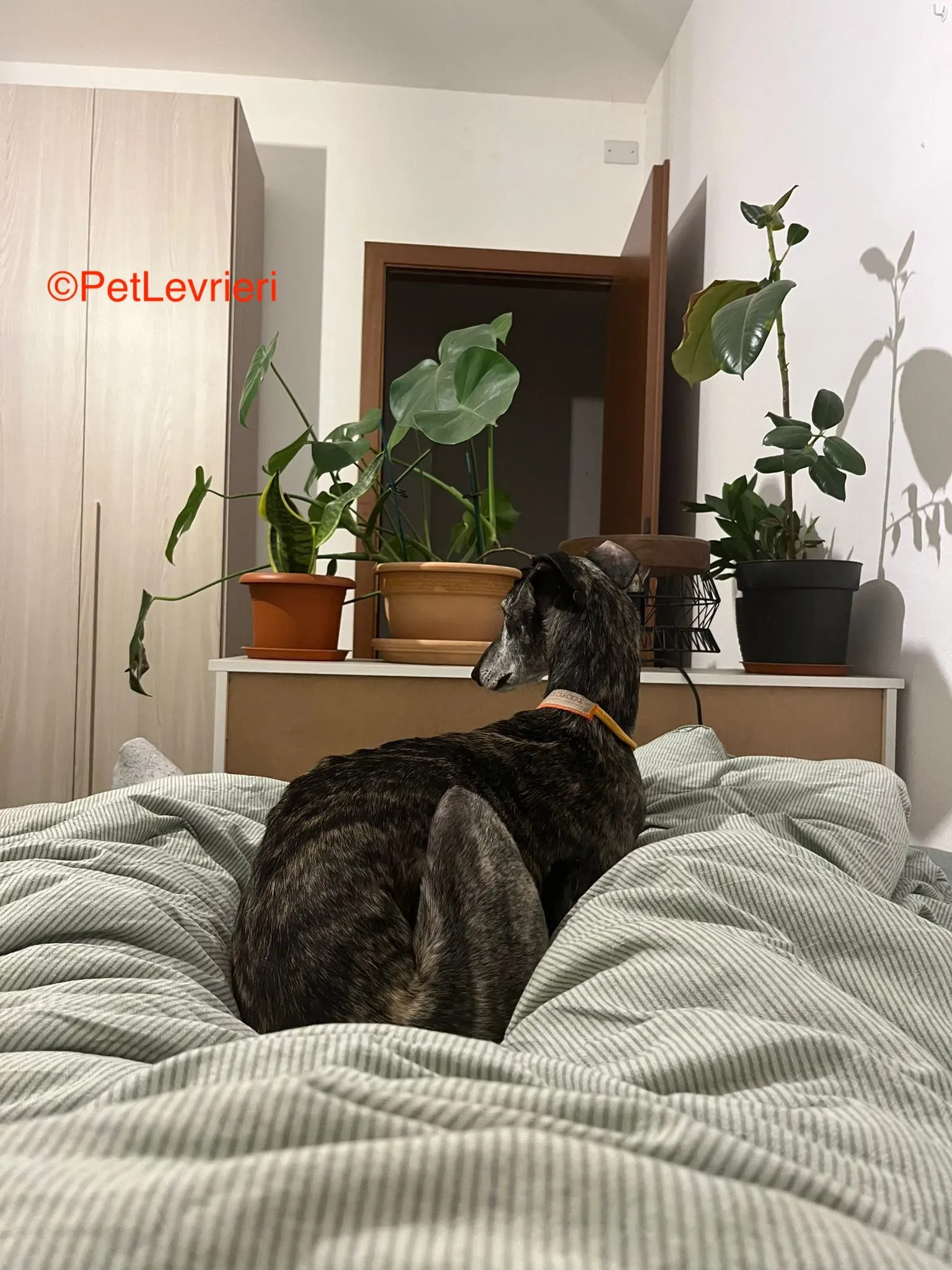 Castana adozione levrieri galgo pet levrieri onlus 2