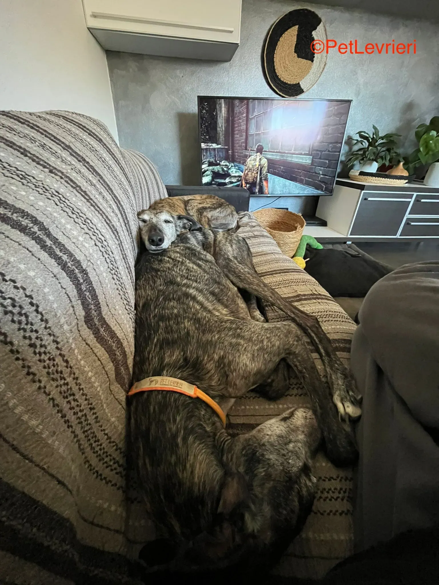 Castana adozione levrieri galgo pet levrieri onlus 4