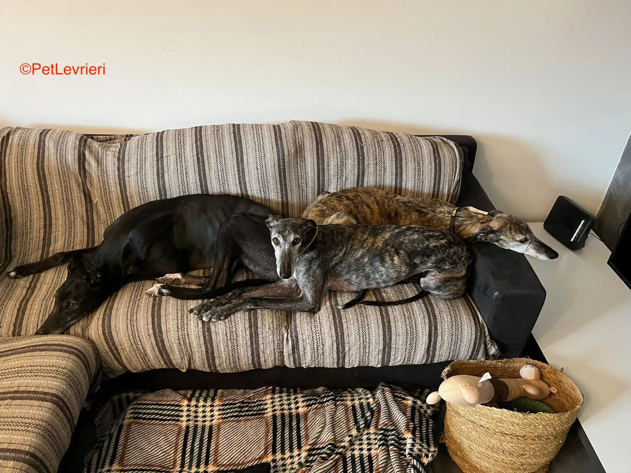 Castana adozione levrieri galgo pet levrieri onlus 5