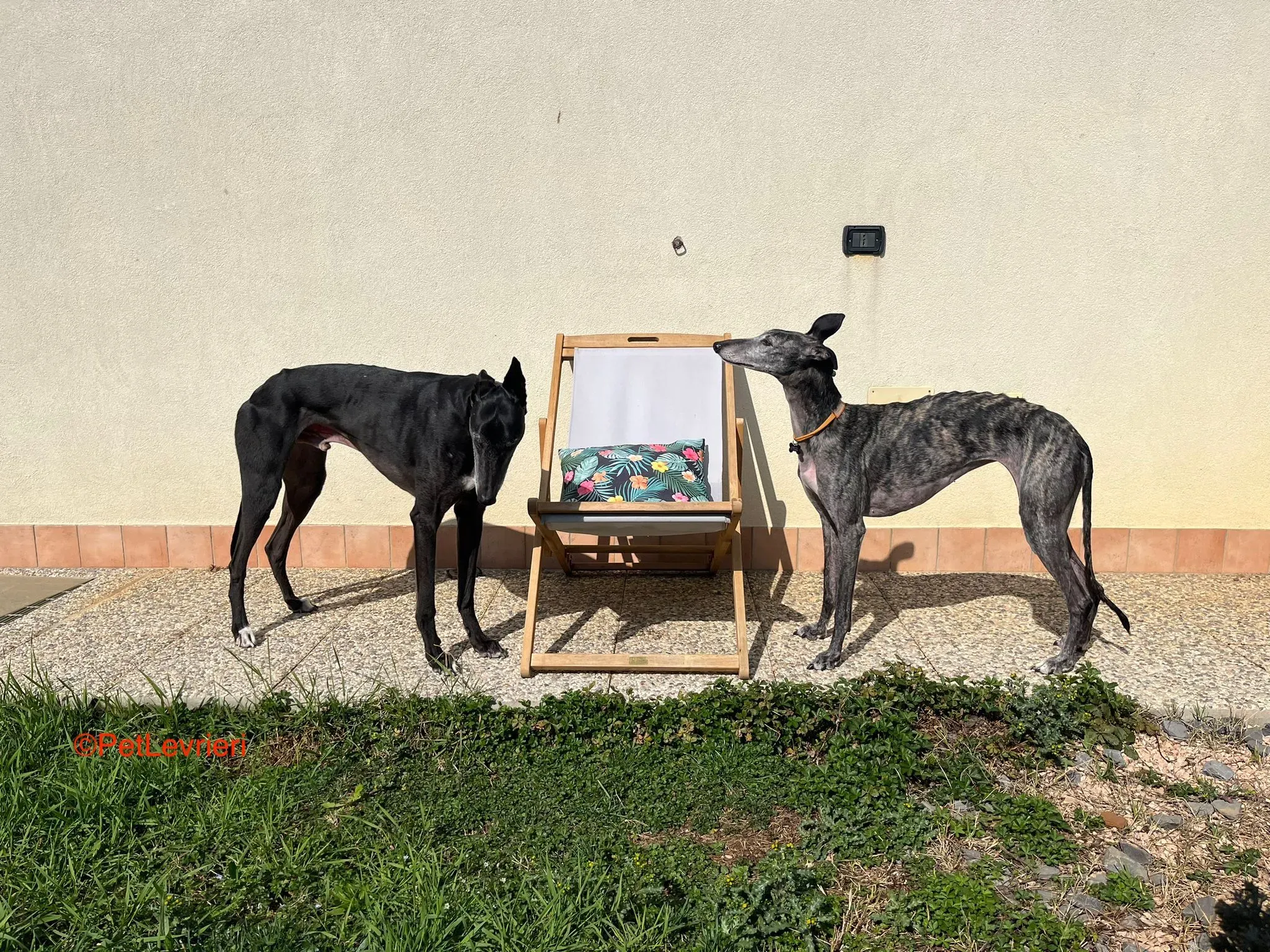 Castana adozione levrieri galgo pet levrieri onlus 6