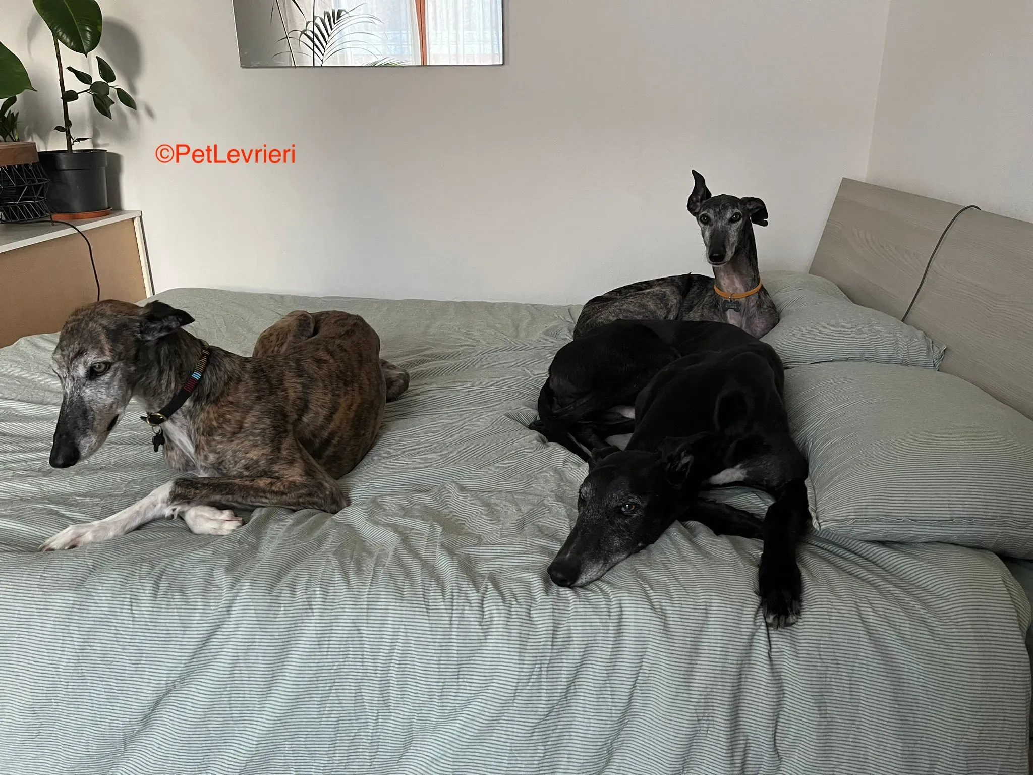 Castana adozione levrieri galgo pet levrieri onlus 7