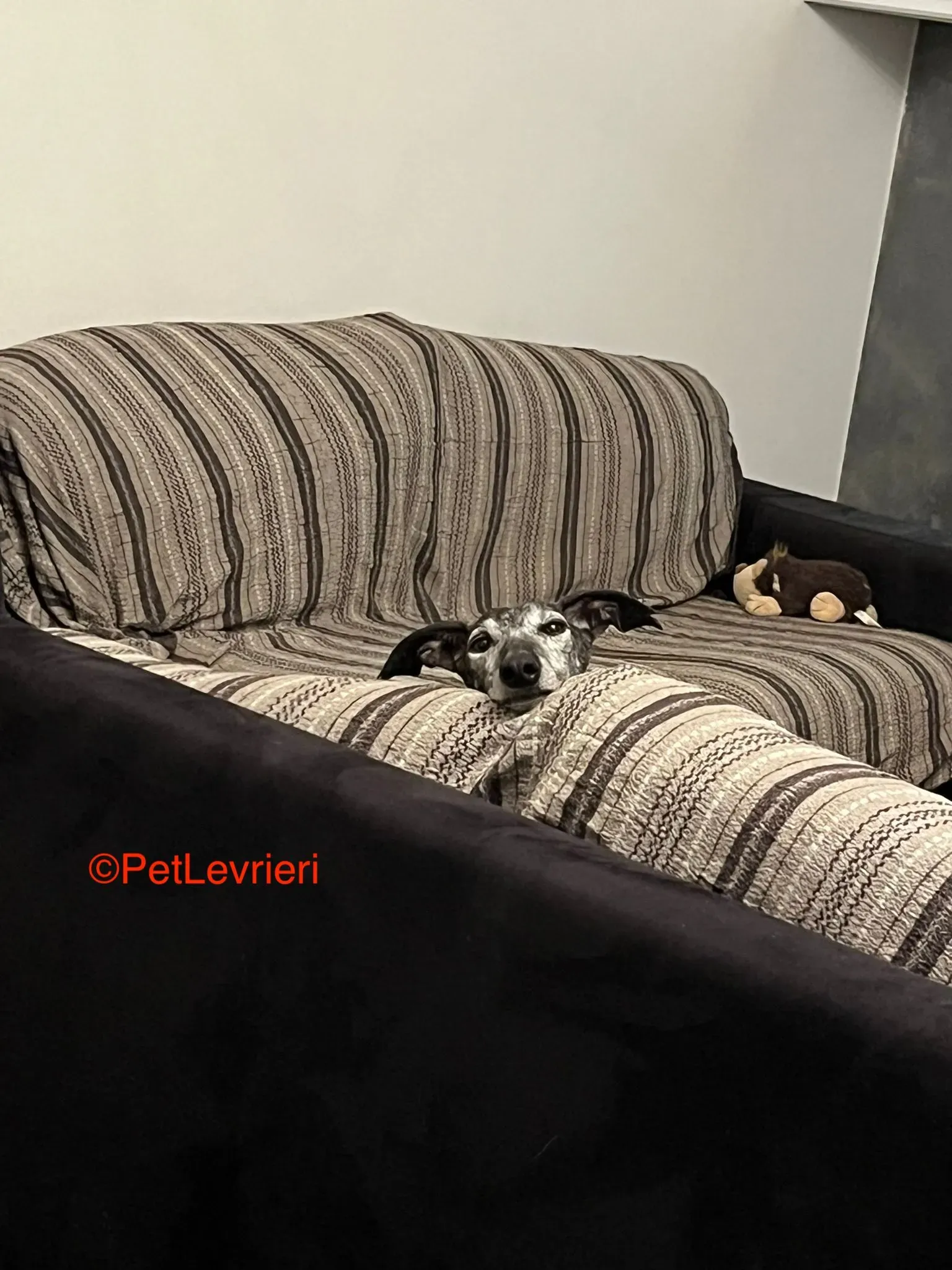 Castana adozione levrieri galgo pet levrieri onlus 9