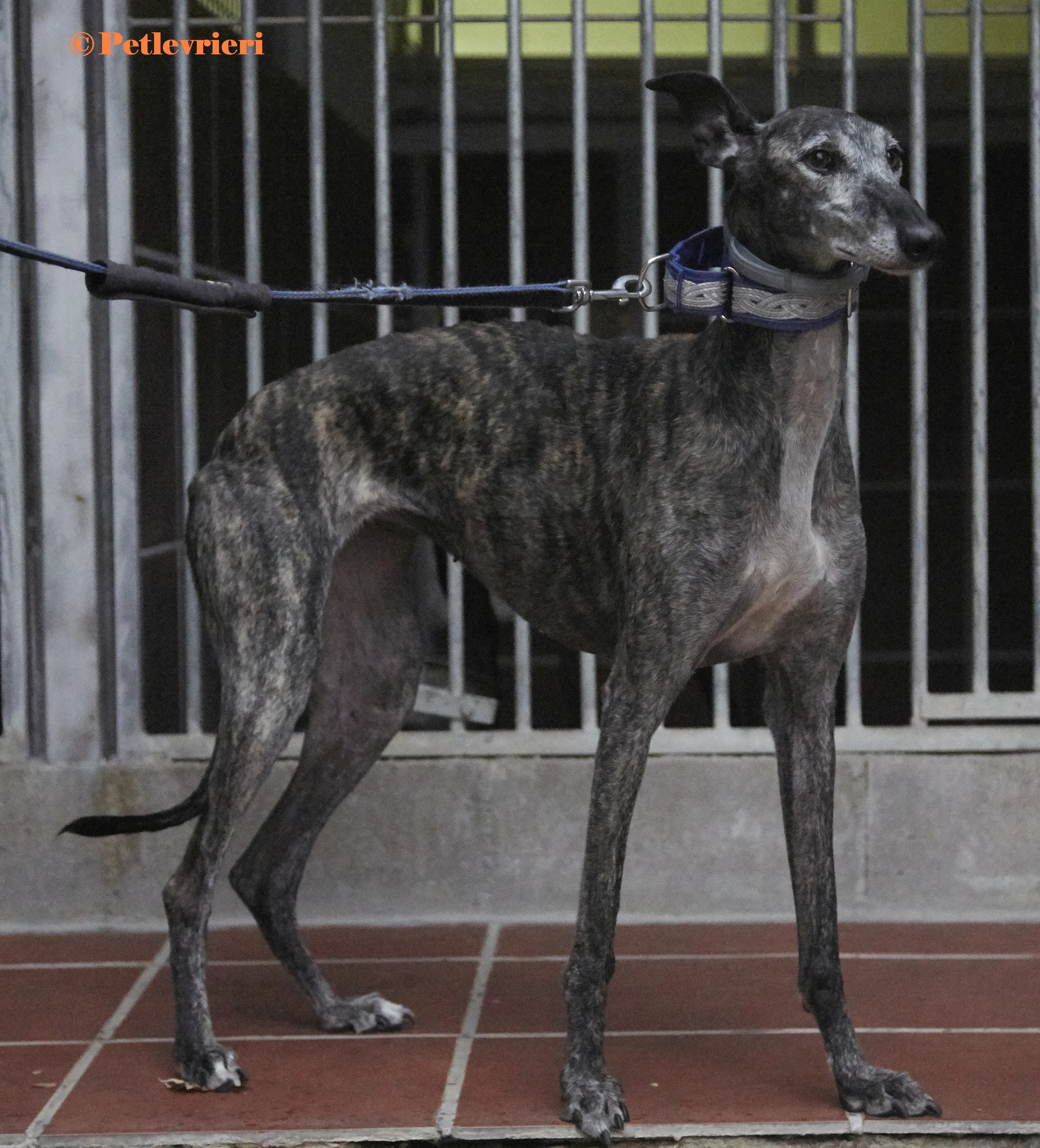 Castana galgo adozione pet levrieri onlus 1 1