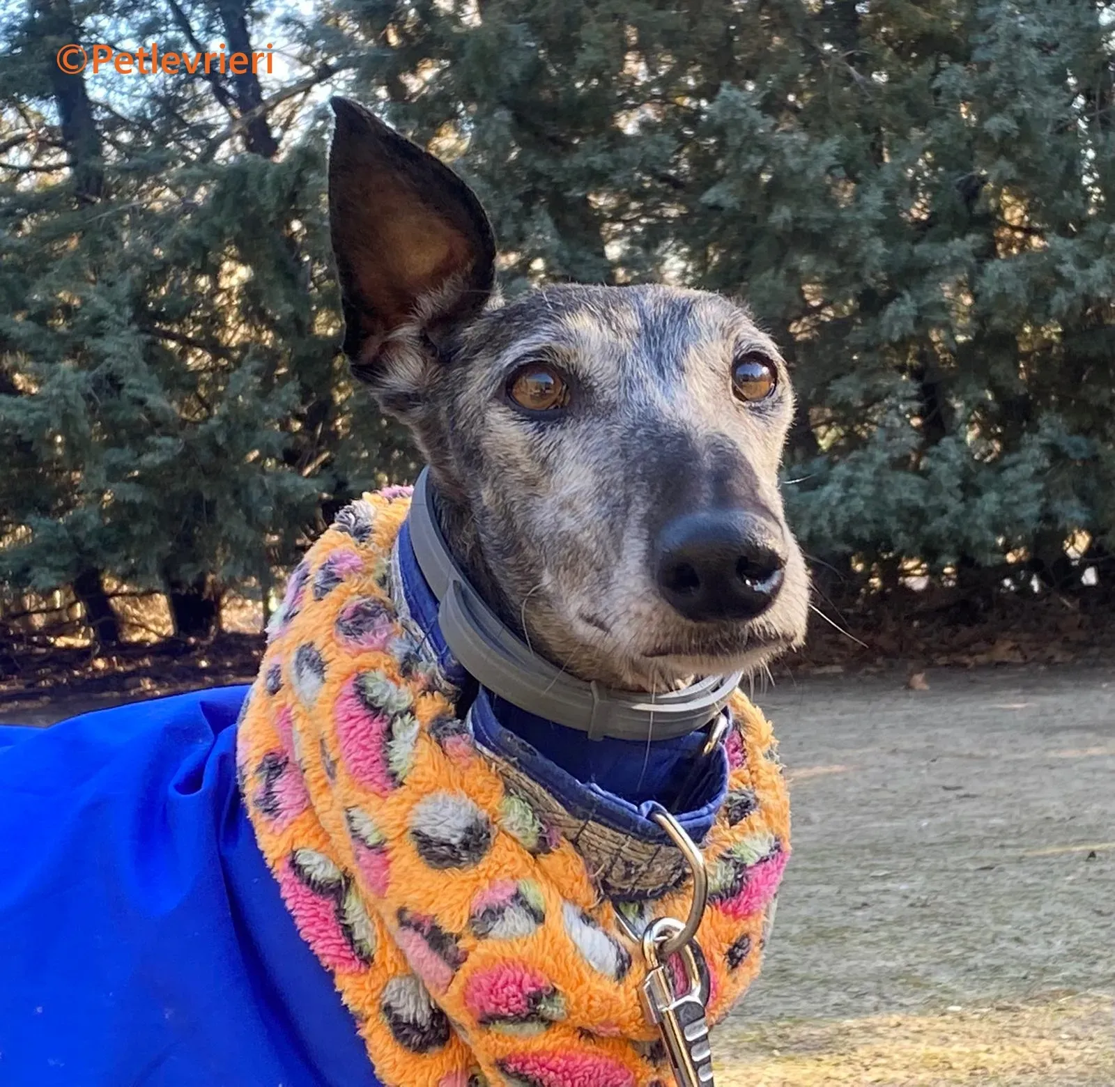 Castana galgo adozione pet levrieri onlus 10