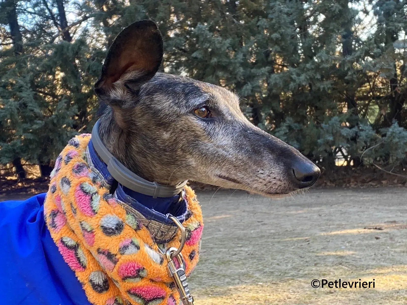 Castana galgo adozione pet levrieri onlus 11