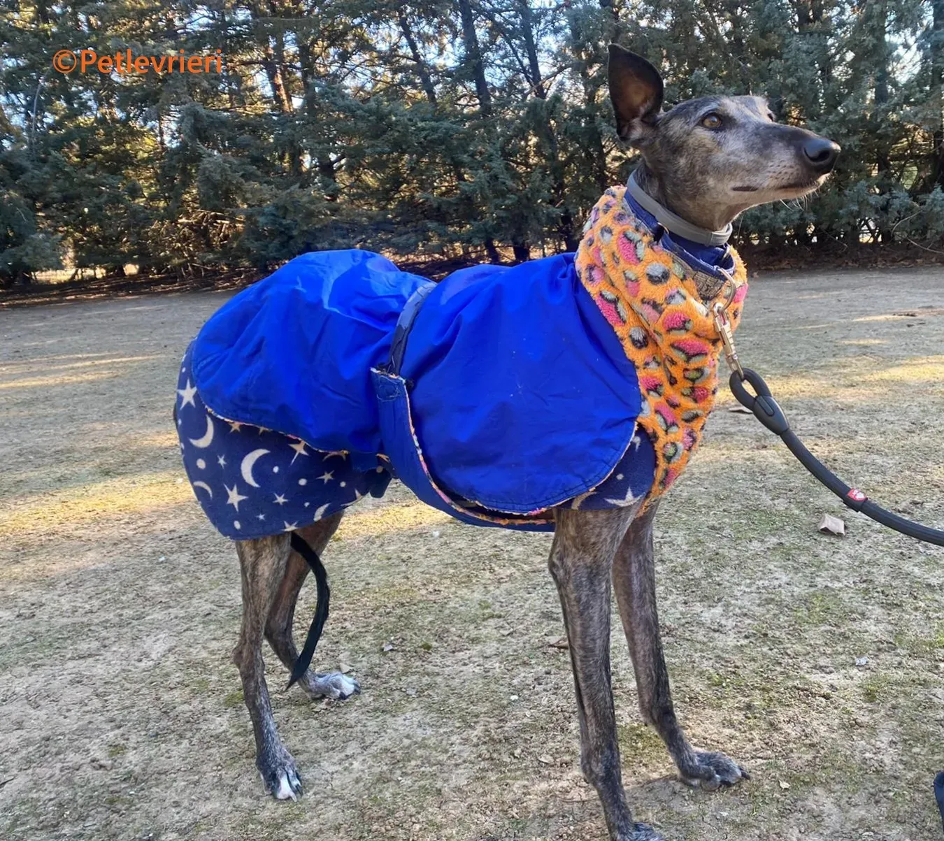 Castana galgo adozione pet levrieri onlus 12