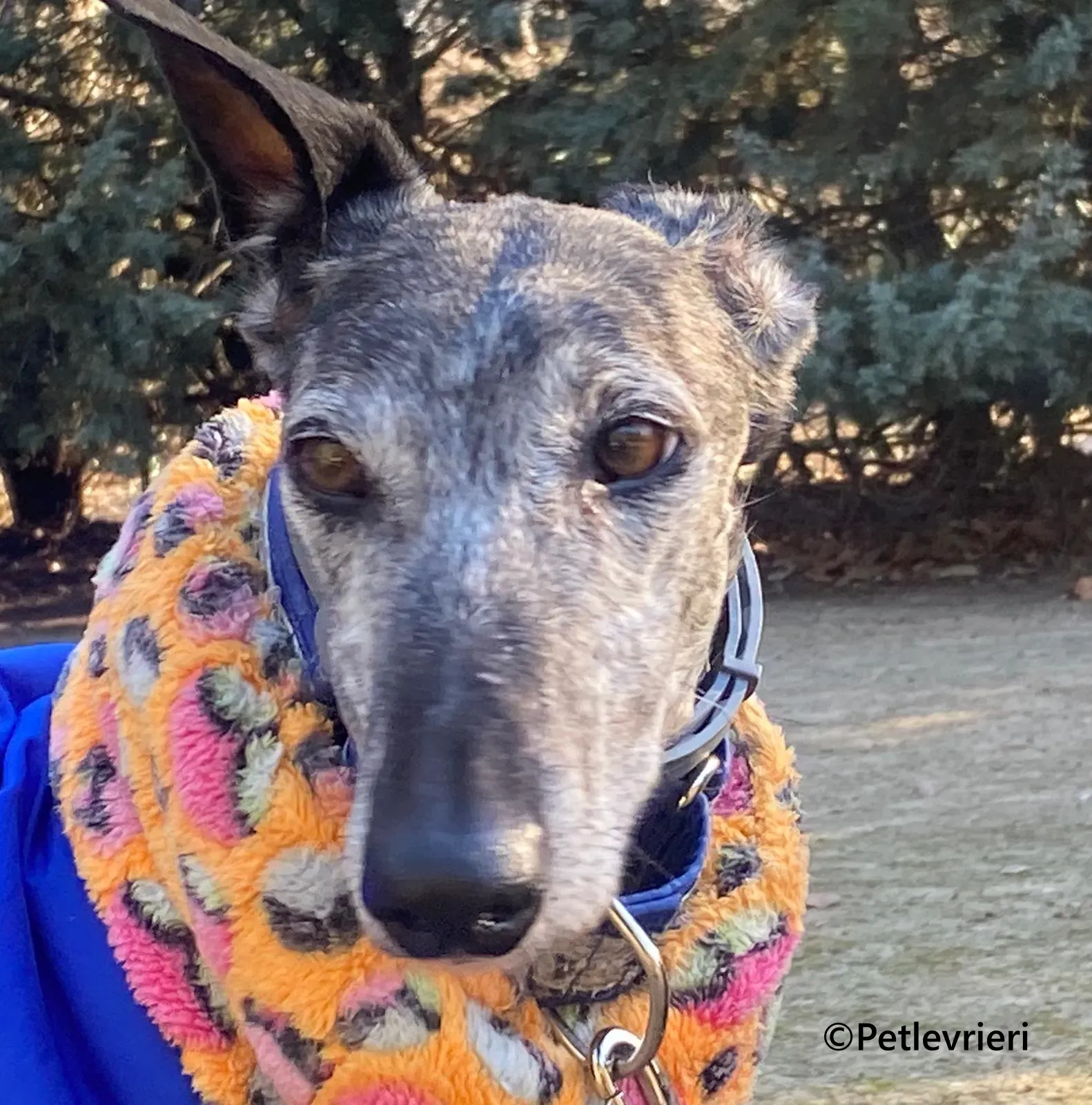 Castana galgo adozione pet levrieri onlus 13