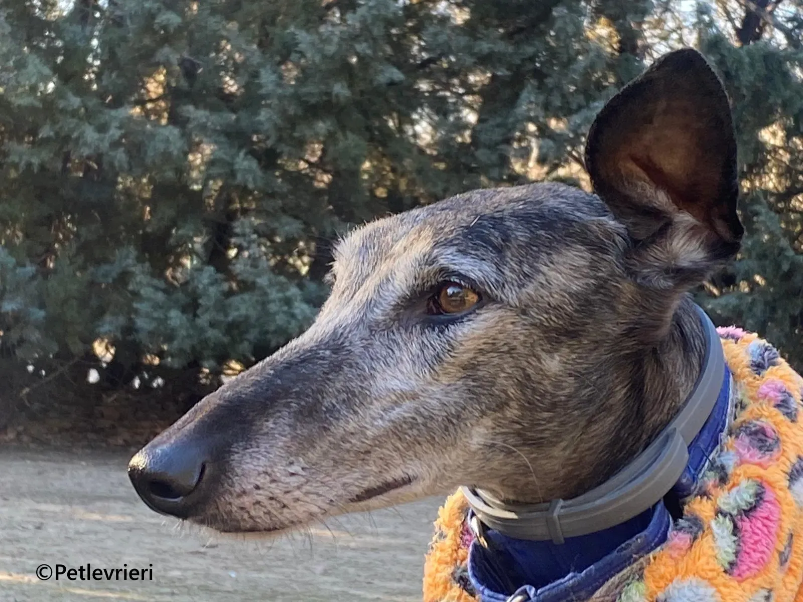 Castana galgo adozione pet levrieri onlus 14