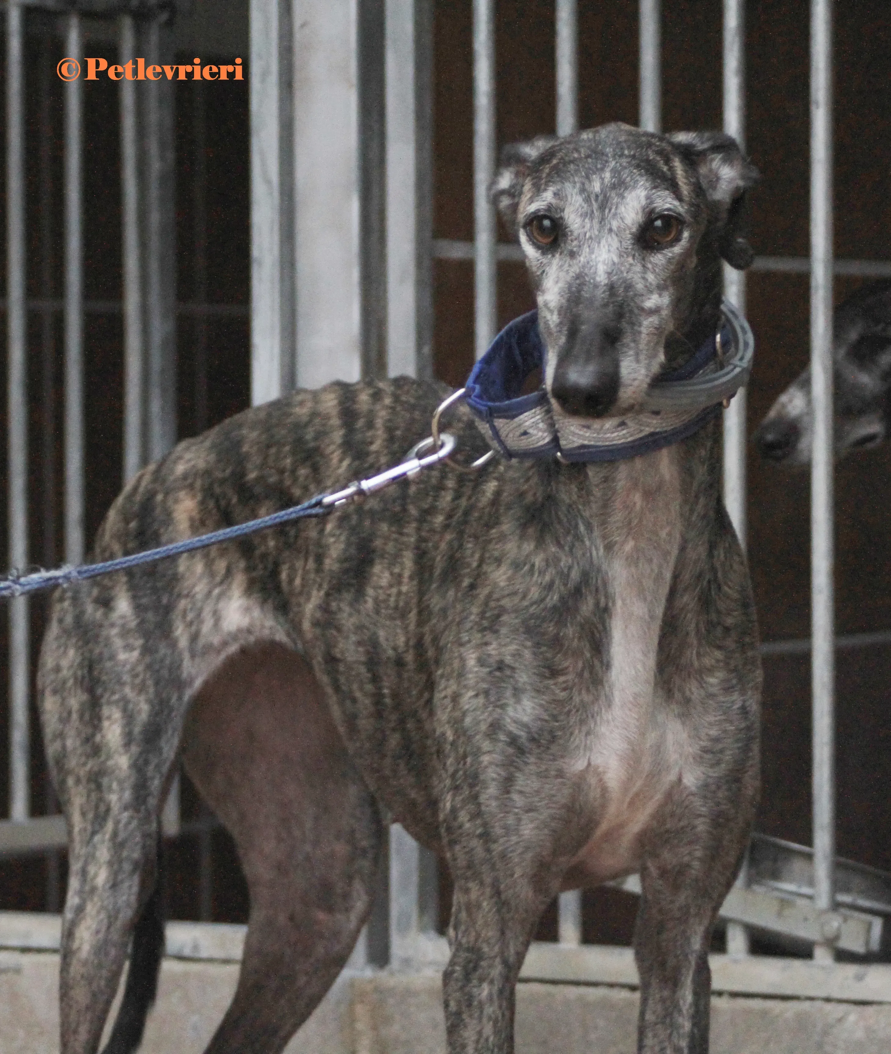 Castana galgo adozione pet levrieri onlus 2