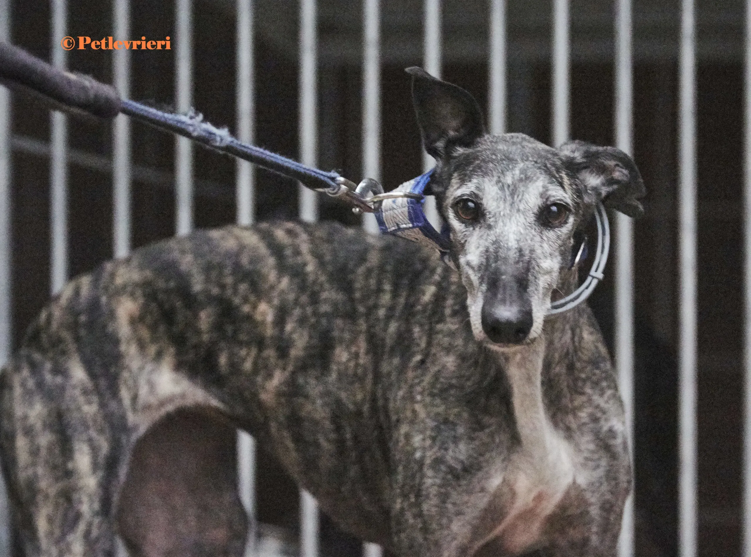 Castana galgo adozione pet levrieri onlus 3 scaled e1667989397998