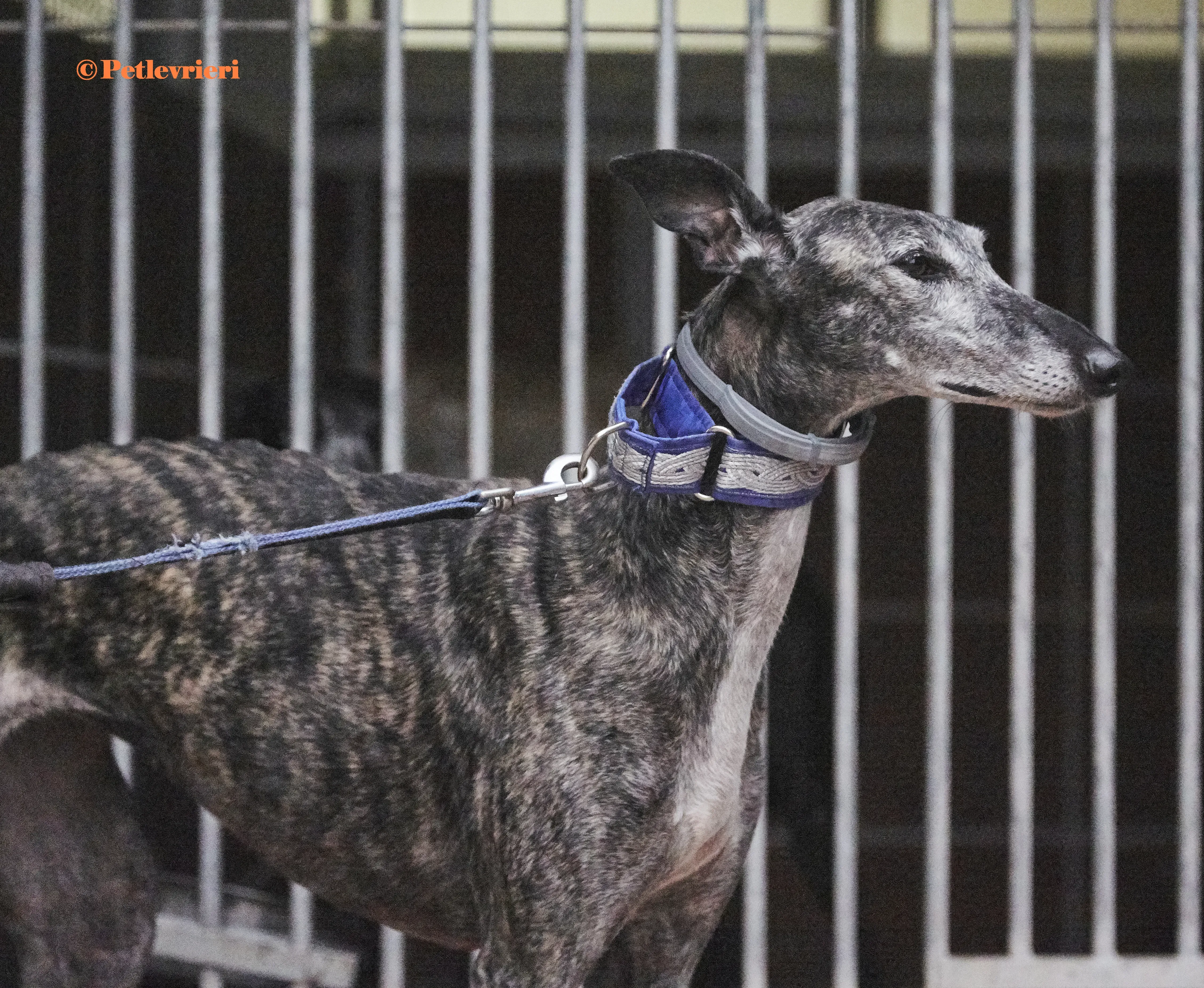 Castana galgo adozione pet levrieri onlus 4