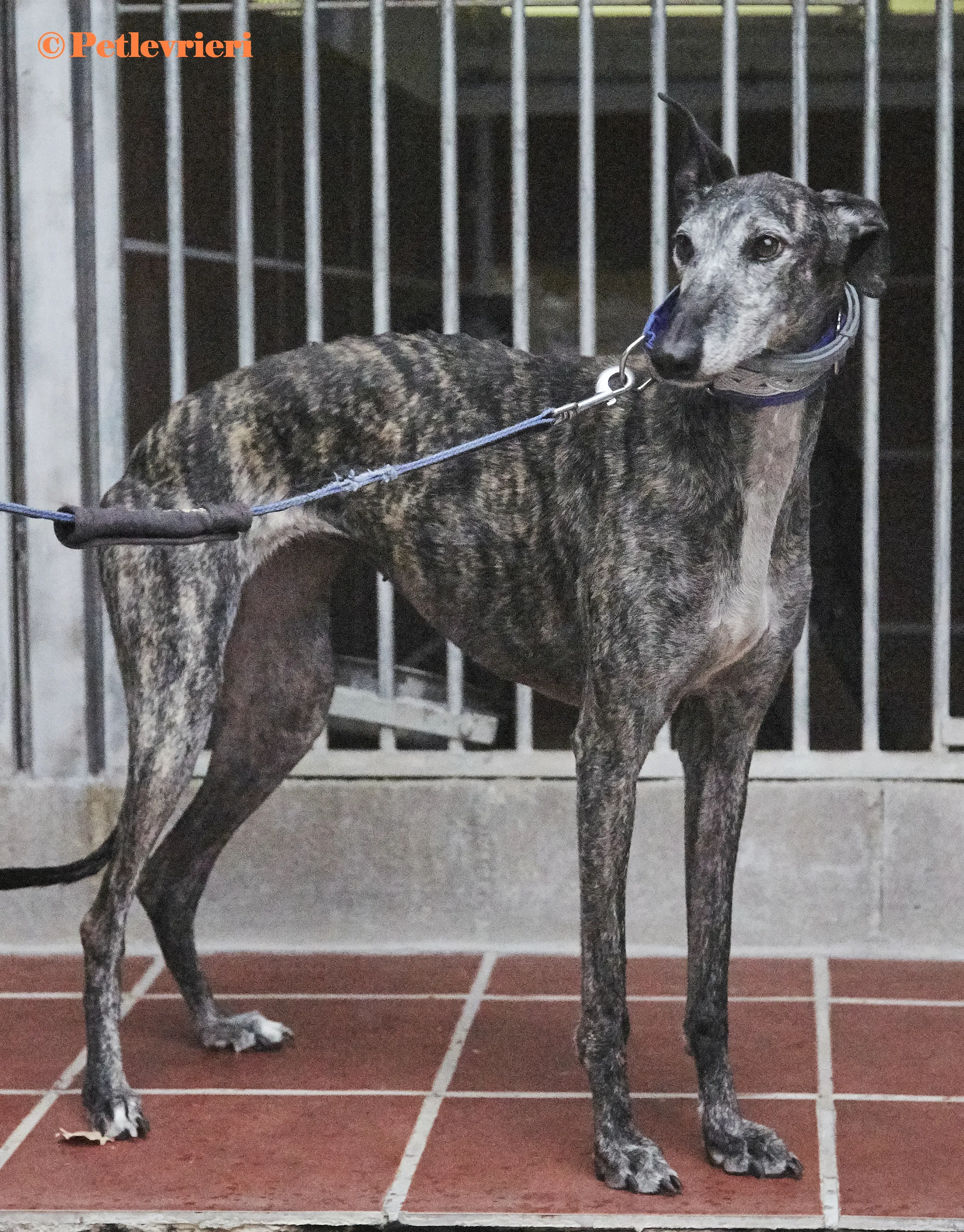 Castana galgo adozione pet levrieri onlus 5