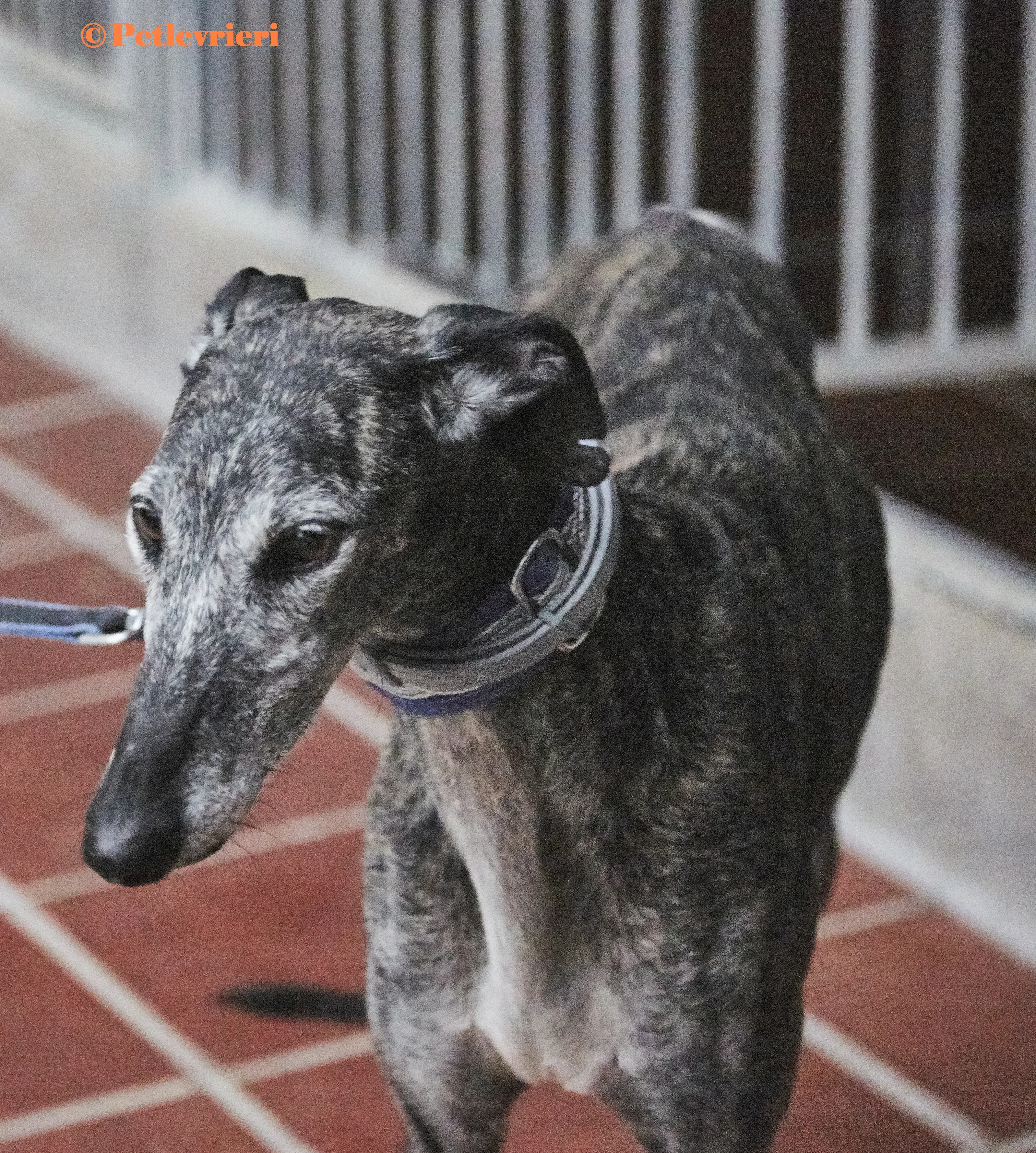 Castana galgo adozione pet levrieri onlus 6