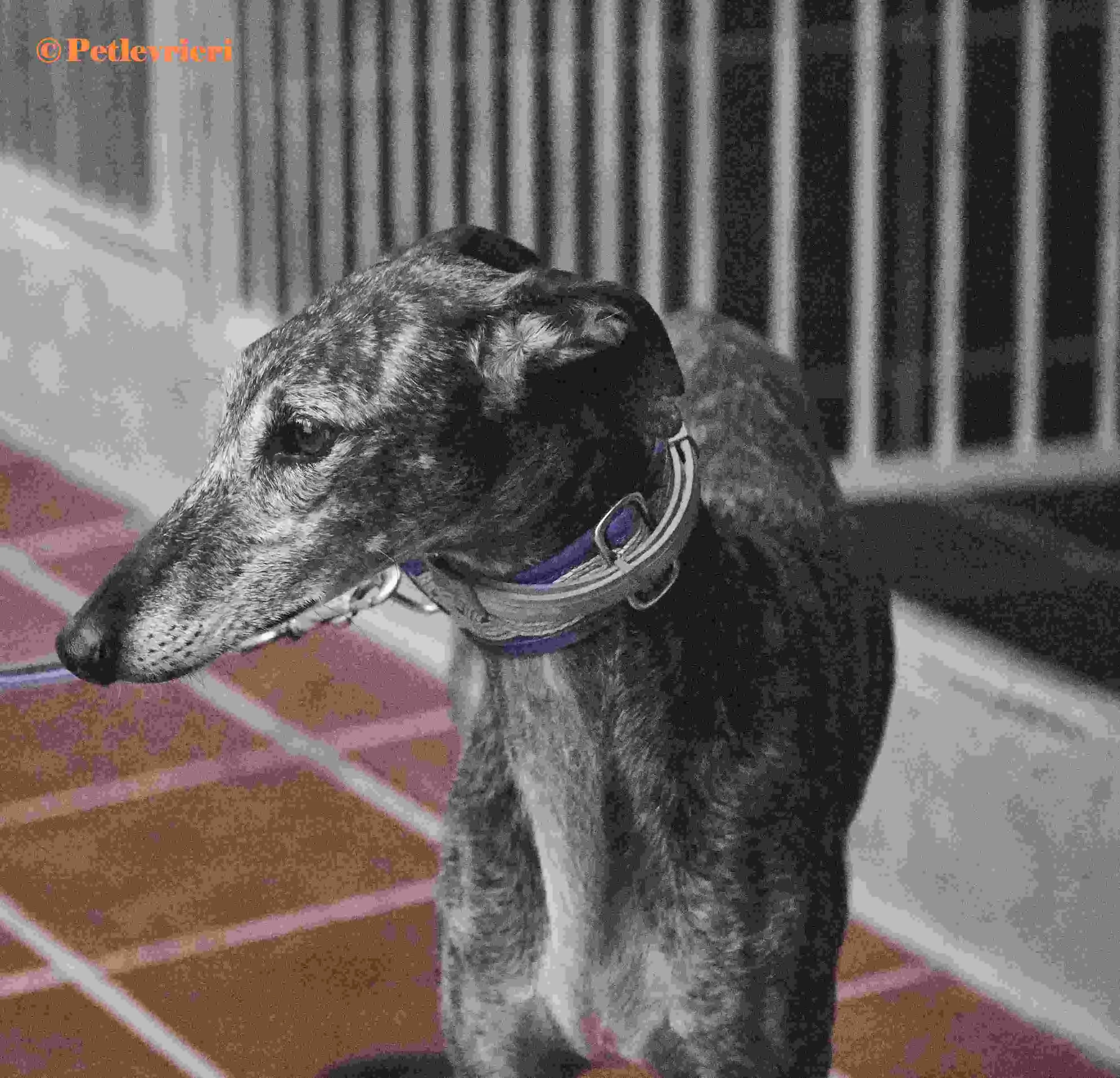 Castana galgo adozione pet levrieri onlus 7 1