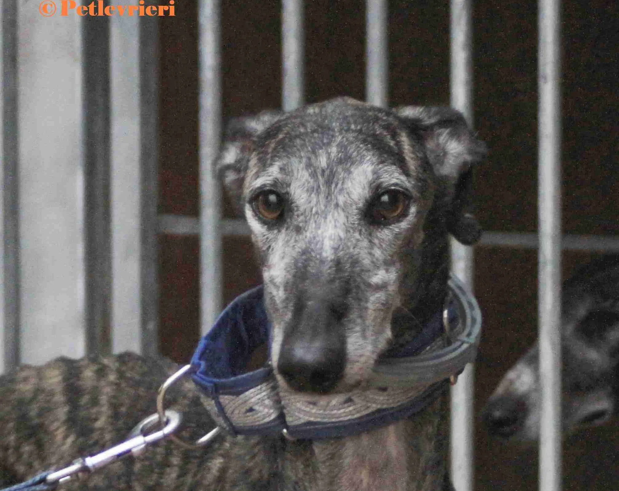 Castana galgo adozione pet levrieri onlus 8 8 e1667989259758