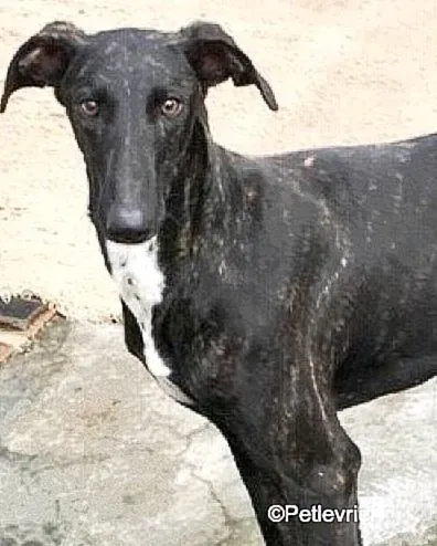 Catana adozione levrieri galgo 01