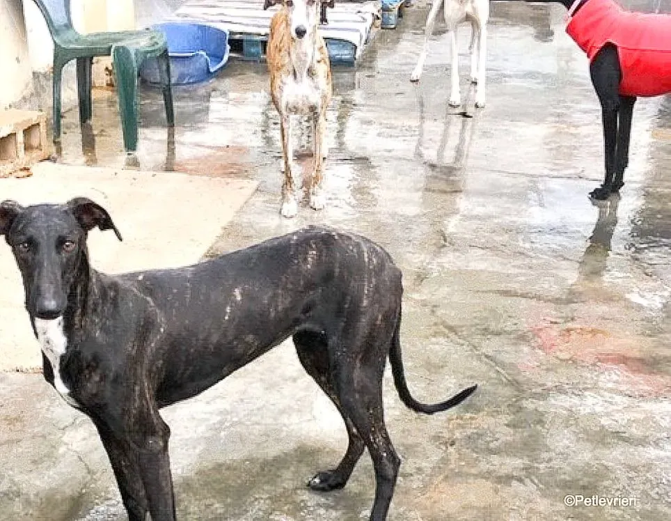 Catana adozione levrieri galgo 04