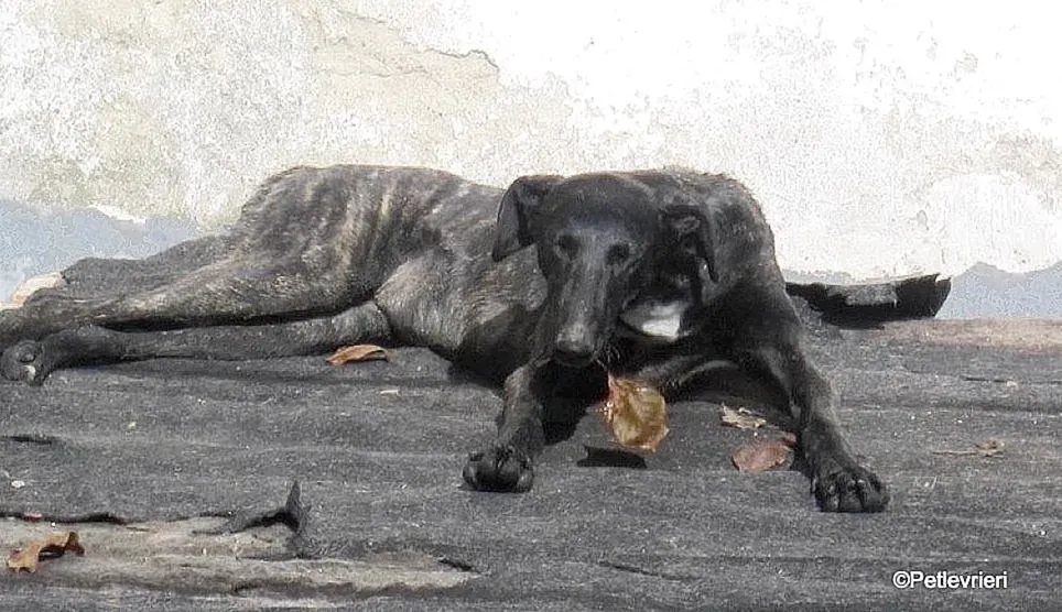 Catana adozione levrieri galgo 05