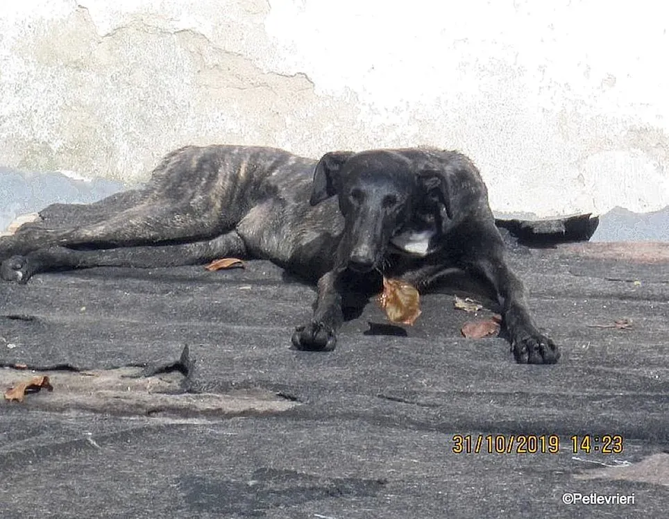 Catana adozione levrieri galgo 06