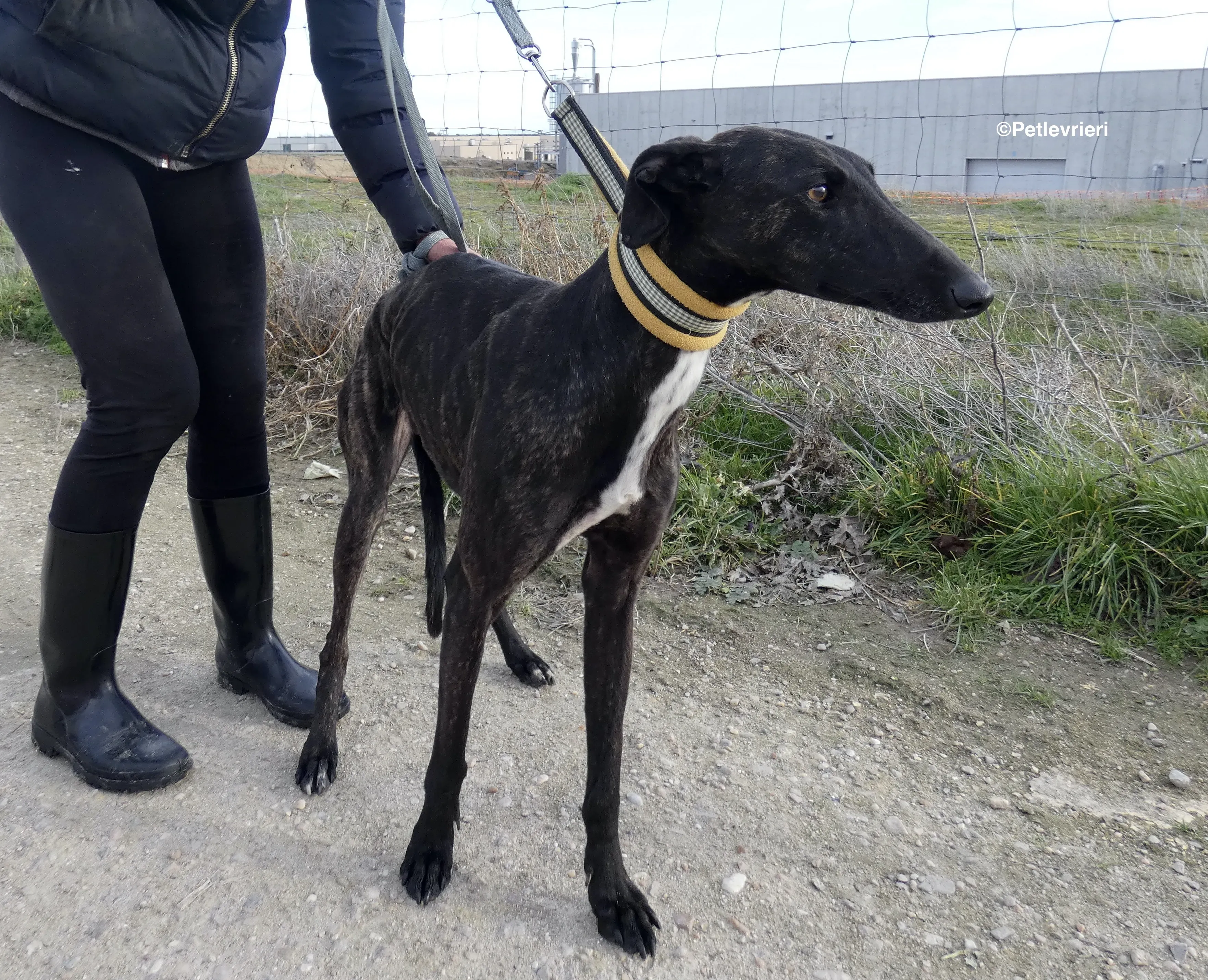 Catana adozione levrieri galgo 07