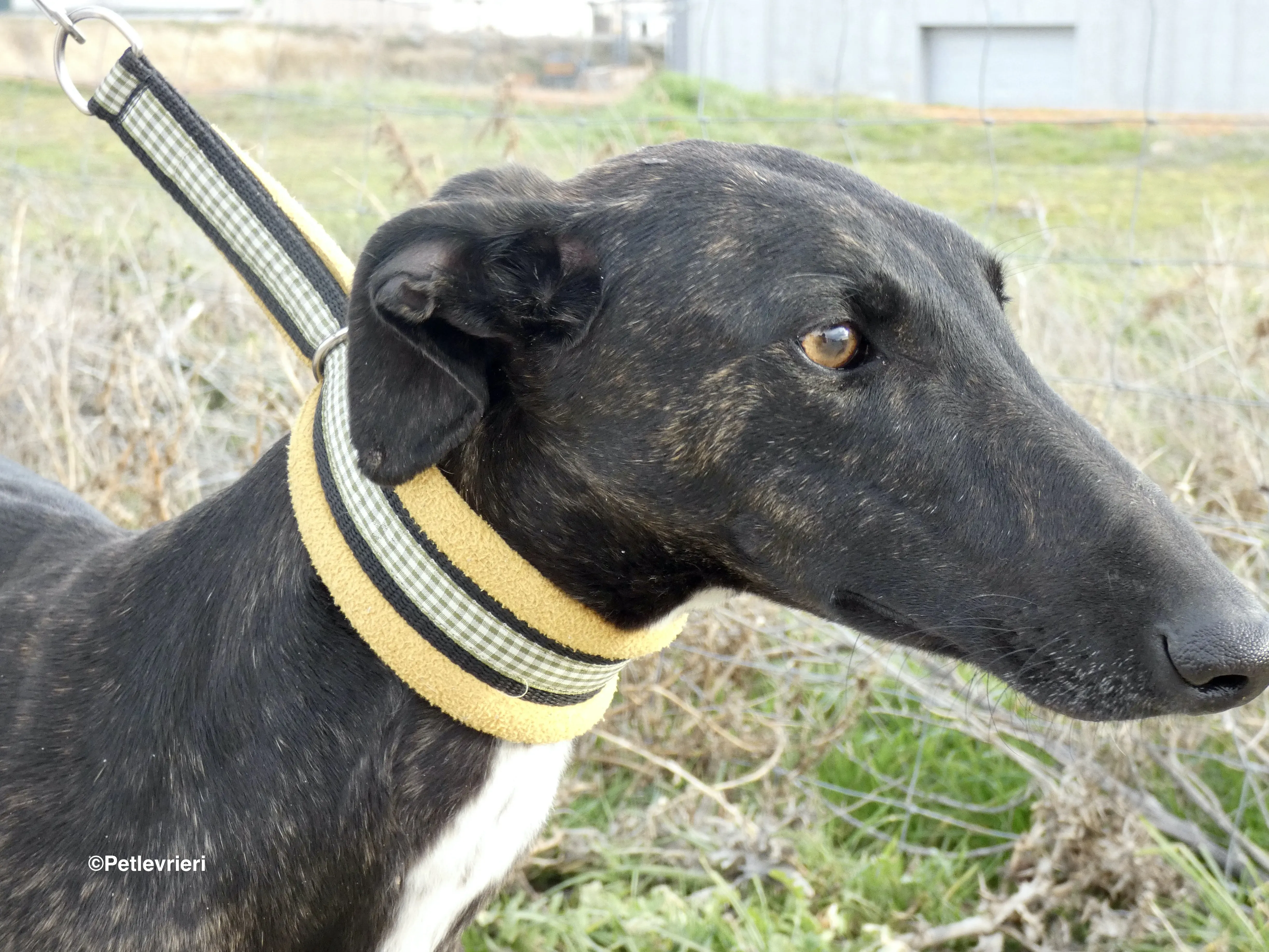 Catana adozione levrieri galgo 08