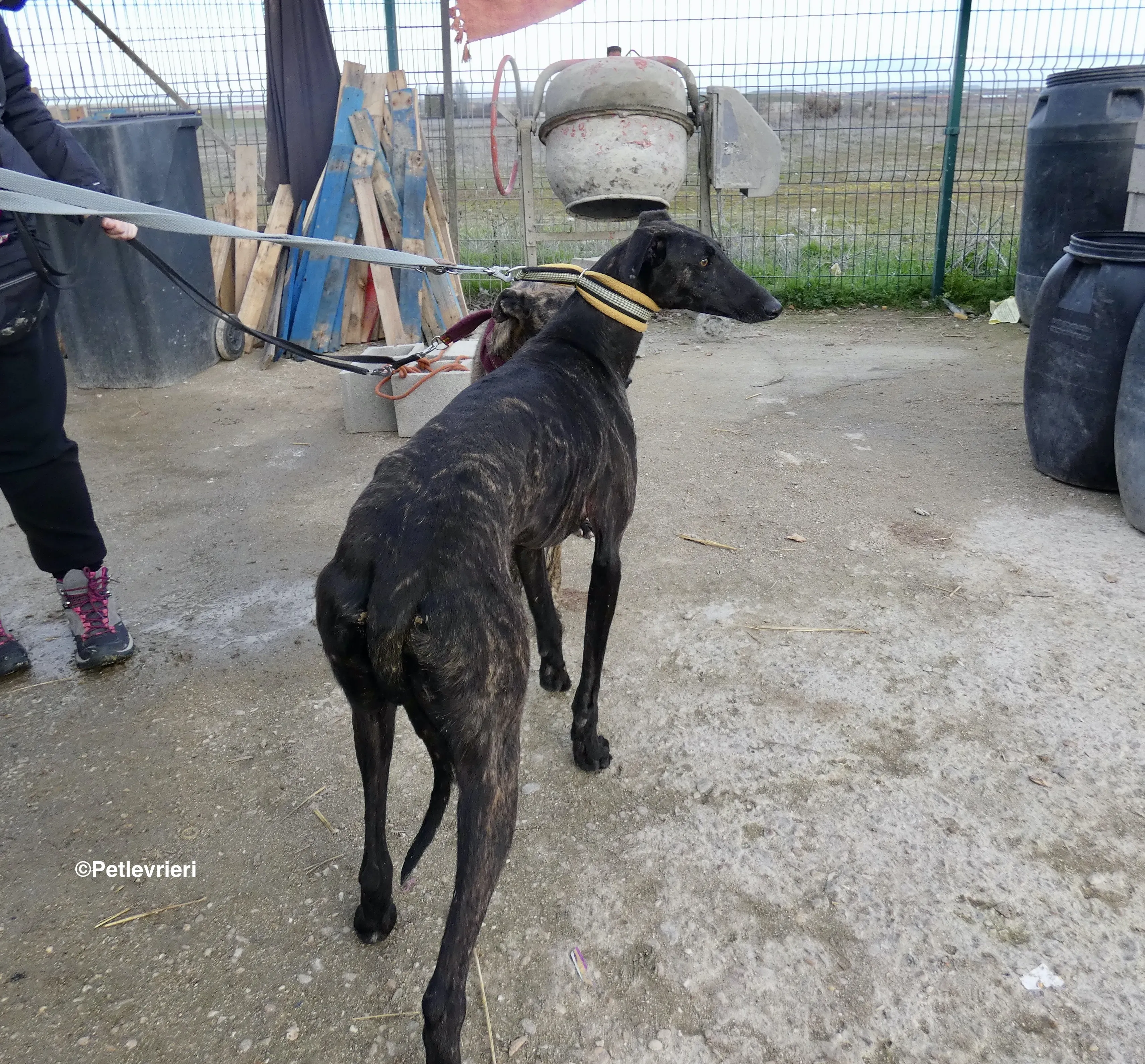 Catana adozione levrieri galgo 09