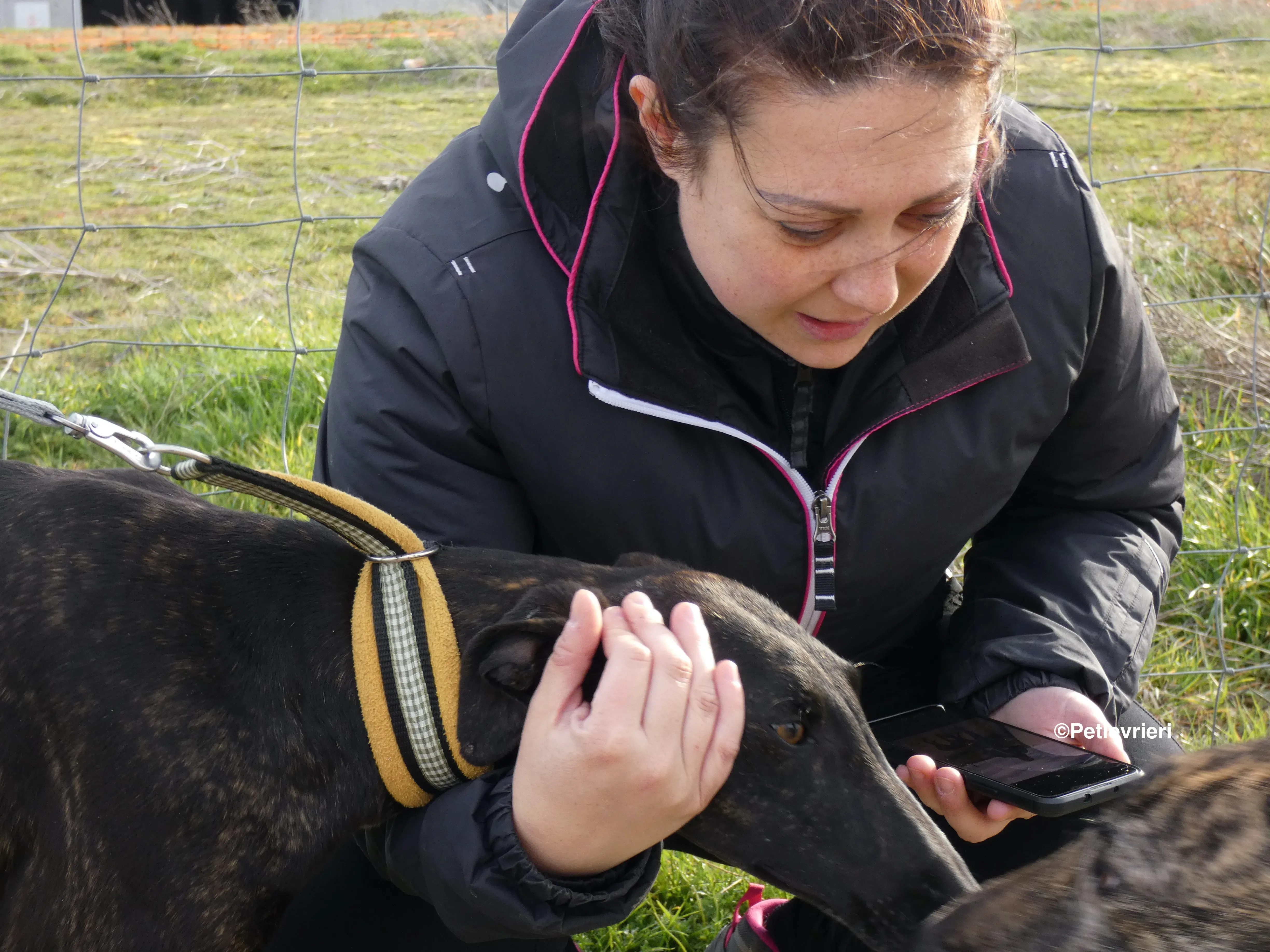 Catana adozione levrieri galgo 10