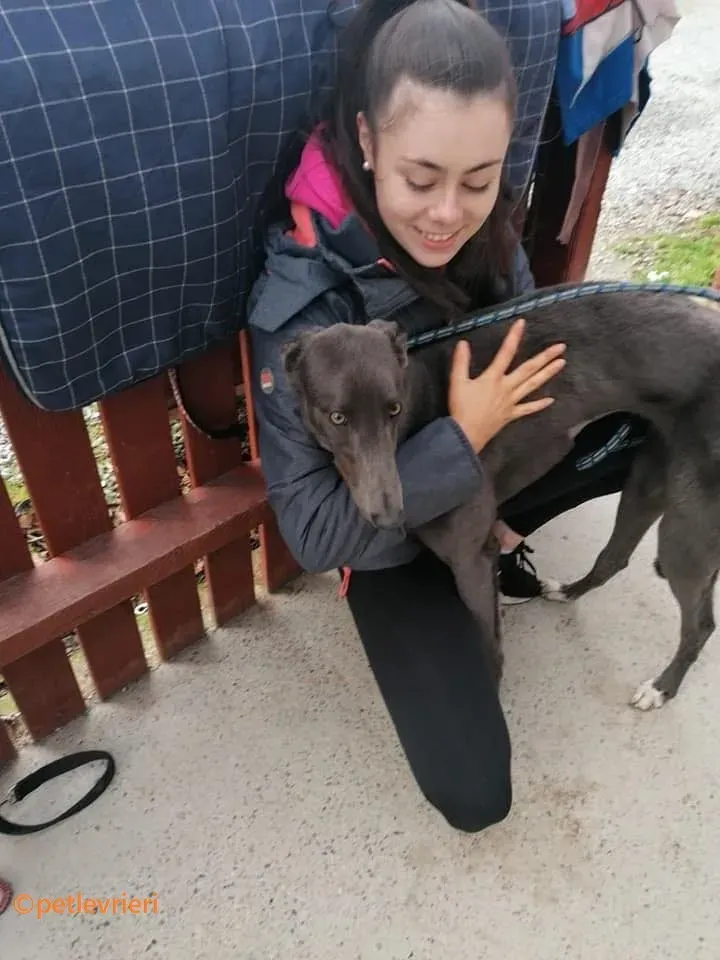 Catherina adozione levrieri greyhound 1