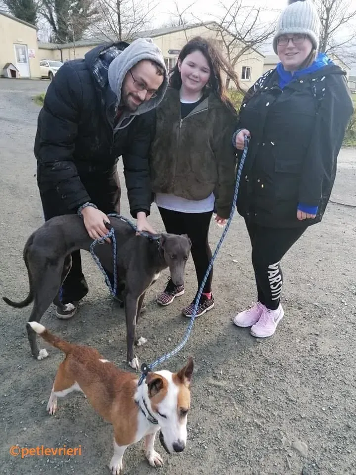 Catherina adozione levrieri greyhound 2