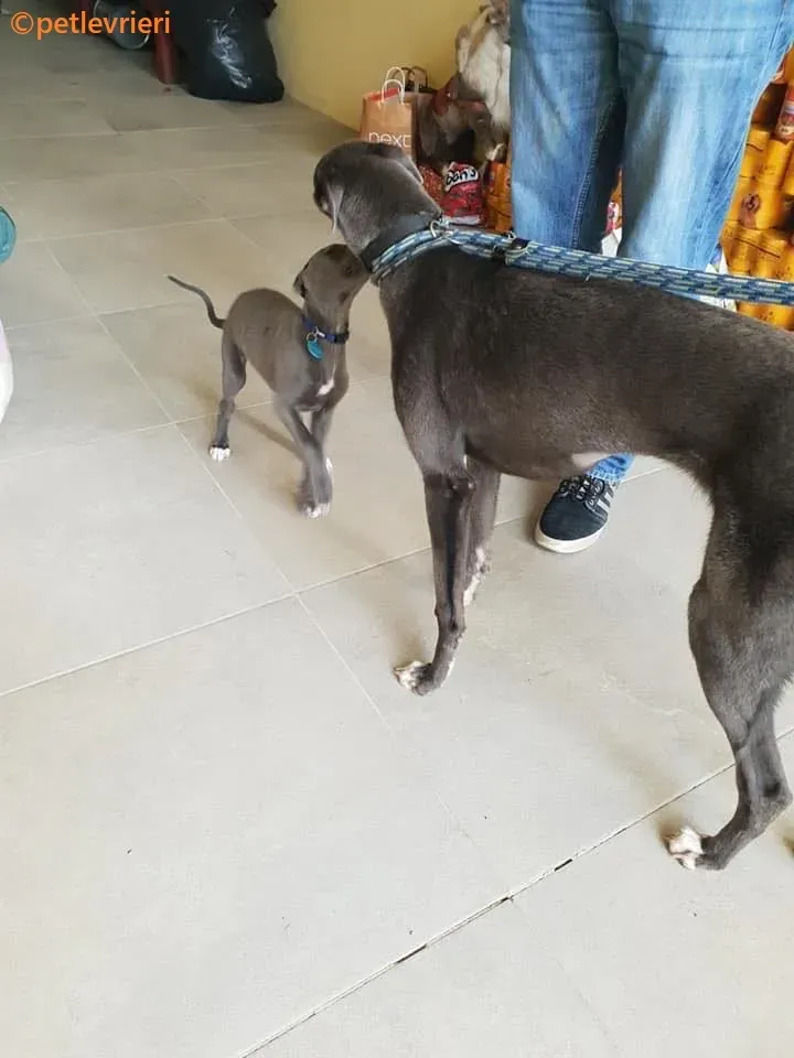 Catherina adozione levrieri greyhound 3