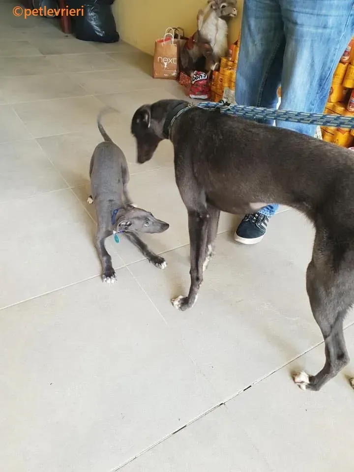 Catherina adozione levrieri greyhound 4